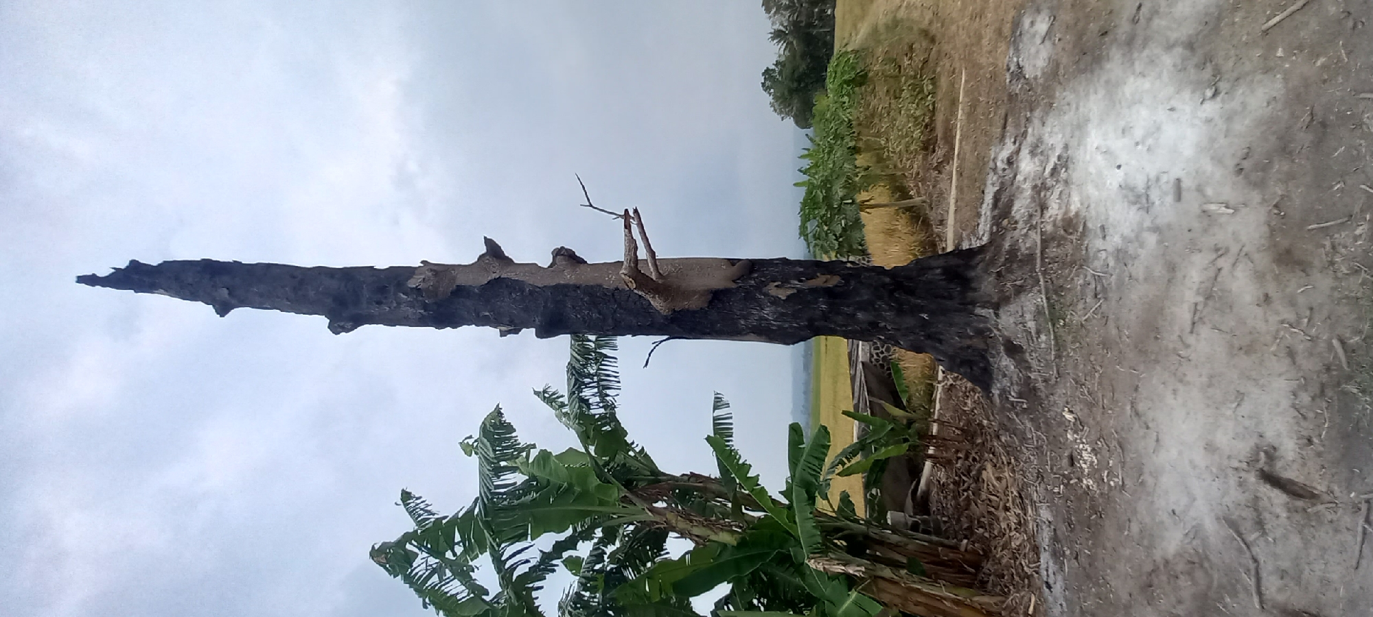 A tall, burned tree trunk stands prominently in the foreground, its bark blackened and peeling, indicating it has been scorched. To its left, several lush green banana plants grow. In the background, a rural landscape unfolds, featuring rice fields stretching towards a distant treeline under a cloudy sky. The ground around the base of the burned tree is covered in ash and debris, suggesting a recent fire. The scene is located in Sidamulya, Indonesia.