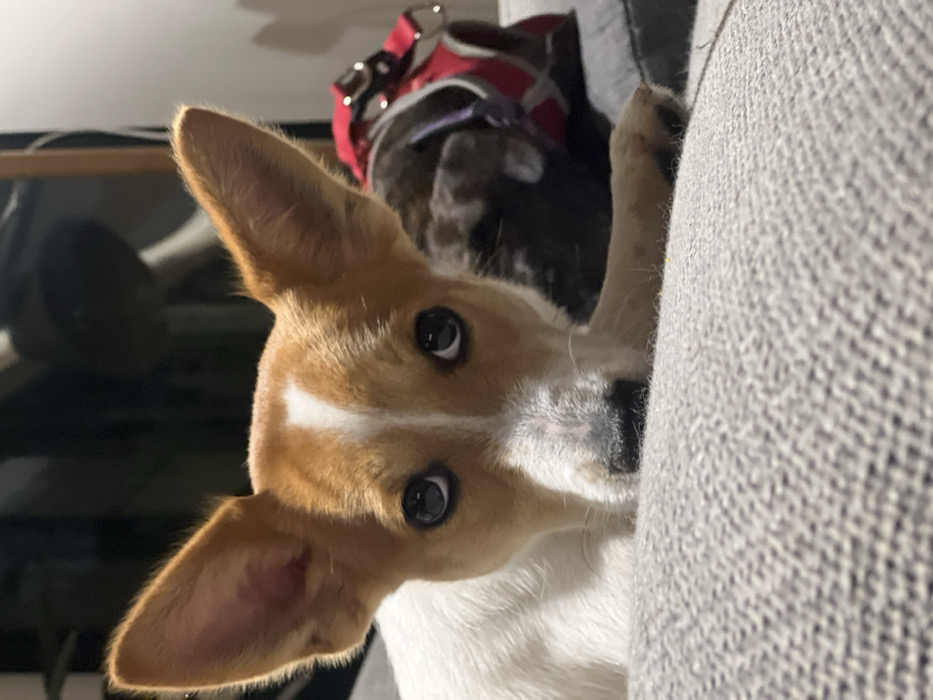 A tan and white dog with large, pointy ears peeks from behind a gray sofa. The dog's face is mostly white, with a tan patch on its forehead and dark eyes staring directly at the viewer. Part of the dog's paw is visible, resting on the sofa. In the background, another dog with a red harness is partially visible. The overall image is a close-up, capturing the dog's curious expression.