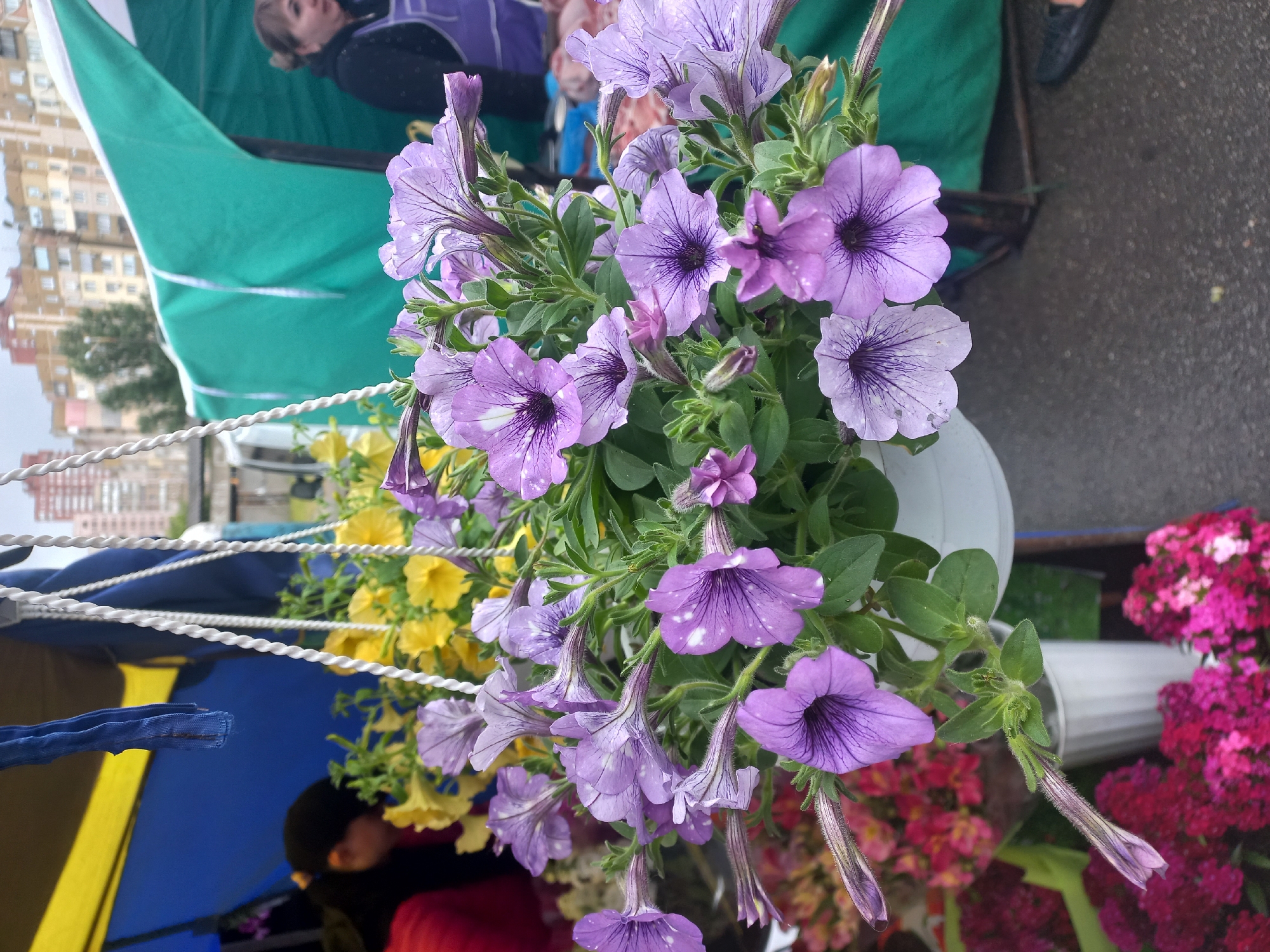 The image shows a close-up of a vibrant display of purple petunias in a container, likely part of a floral arrangement or display. The petunias are the focal point, with their delicate purple petals and darker veining. Other colors of flowers, including yellow and pink, are visible in the background, further enriching the colorful scene.
In the periphery of the image, elements of an urban setting can be observed. A partial view of a person wearing a purple vest is visible, alongside parts of a structure with green and blue fabric, possibly a tent or market stall. In the far background, there is an out-of-focus view of buildings, which, when combined with the presence of floral arrangements and stalls, hints at a potential outdoor market or public space in a city. Given the prompt's suggestion, it is probable that this scene is located in Kyiv, Ukraine.