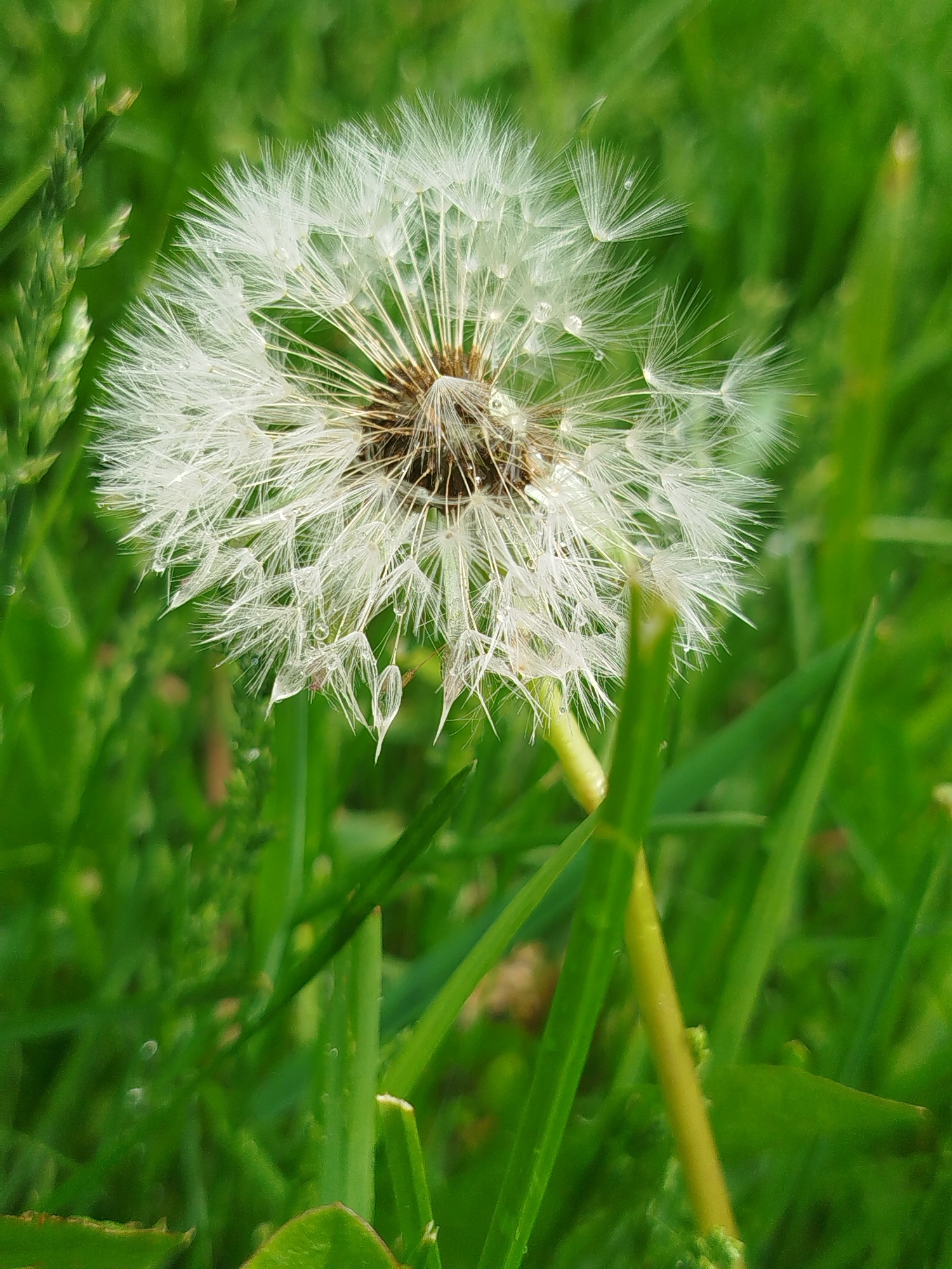 A close-up shot features a dandelion seed head, speckled with water droplets, set amongst green grass. The dandelion is mostly white with a brown center. The location is identified as Боровково, Russia.