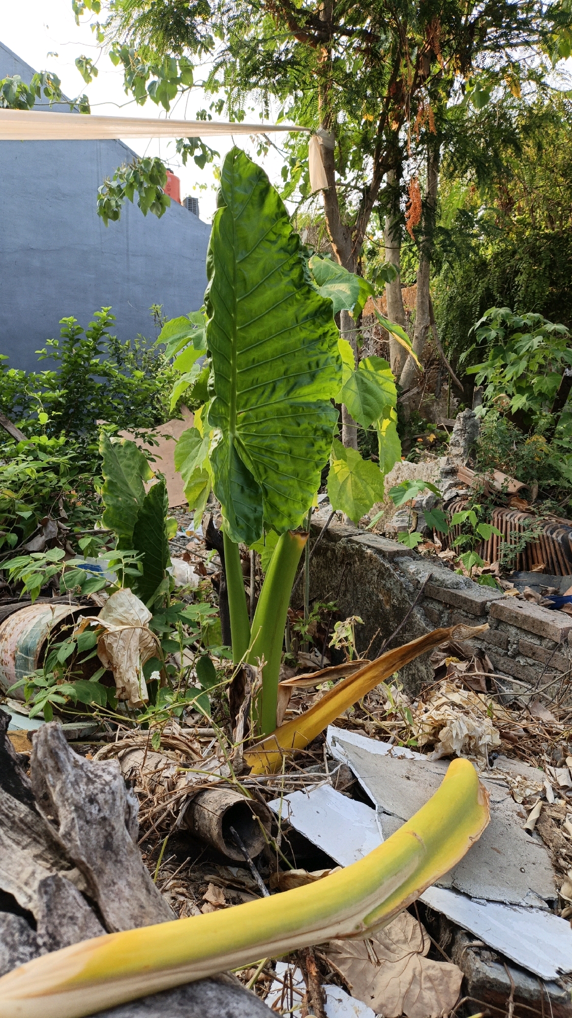 In the city of Cikal, Indonesia, this image captures a ground-level view of a neglected outdoor area. The scene is dominated by a large, vibrant green elephant ear plant with prominent veining on its leaves, standing tall amidst debris. To the left, a rusted metal drum is partially visible, also overgrown with vegetation. In the background, a muted gray wall is seen, with a white tarp or fabric stretched across some trees, possibly for shade or decoration. The ground is littered with broken pieces of concrete, dried leaves, branches, and remnants of what appears to be discarded construction materials, including curved yellow stalks of what might be a banana plant. Overgrown green foliage and trees create a dense backdrop, with sunlight filtering through, casting dappled shadows. The overall impression is one of nature reclaiming a disused space, with elements of urban decay juxtaposed with lush plant life.