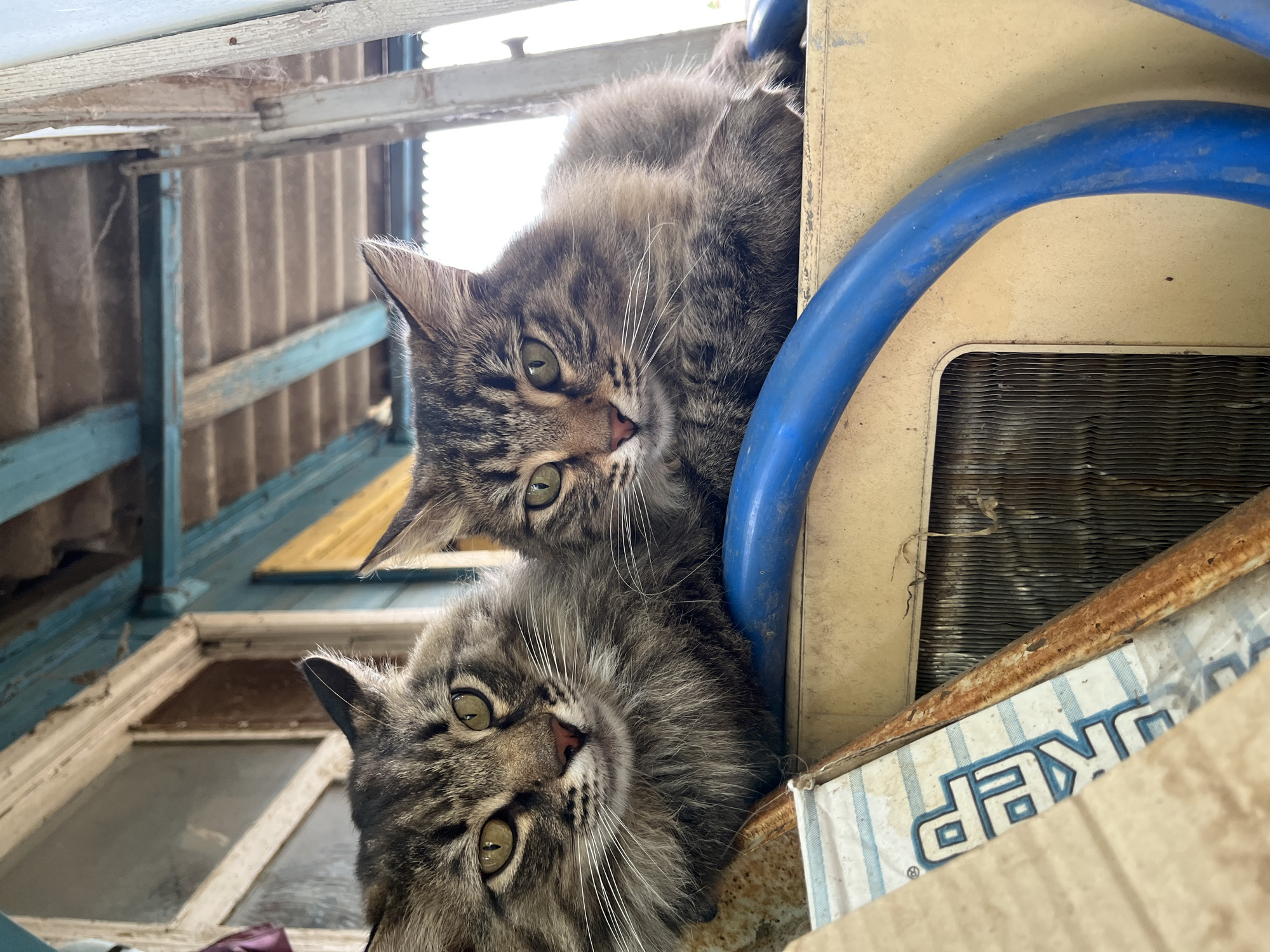 Two tabby cats with green eyes are looking up at the camera from a cluttered, outdoor setting. The cats are positioned on top of a weathered, off-white object, possibly an old appliance, with a blue pipe running across its surface. The background shows corrugated metal siding, wooden beams, and what appears to be an old window frame. The overall scene suggests a rustic or abandoned environment, possibly a backyard or shed. The lighting is bright, indicating it is daytime, likely sunny. The cats' expressions are alert and curious. Visible text on a box in the foreground includes the partial word "JUKER" in blue block letters on a striped background. The location context is Krasnyye Barrikady, Russia.