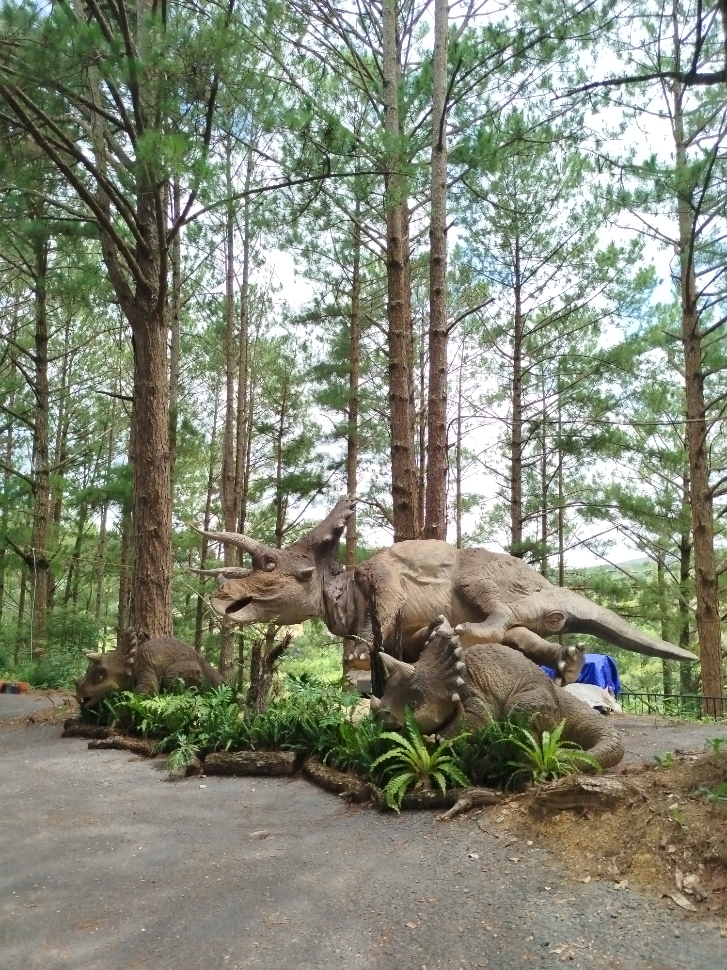 The image depicts a forest scene with several dinosaur replicas. The foreground features a pathway made of gray gravel and dirt, with scattered leaves and twigs. On the left side of the pathway, a small, brown dinosaur replica is partially obscured by lush green ferns and logs. In the center and right of the pathway, a larger, tan dinosaur replica is lying down, with its head and neck extended forward. This replica is surrounded by greenery and logs. Behind the dinosaur replicas, tall, slender pine trees with green needles dominate the landscape, creating a dense forest canopy. The sky is visible through the branches, appearing light and overcast. The overall impression is of an outdoor exhibit set within a natural forest environment. This scene is located at the Dinosaur Park in Da Lat, Vietnam.