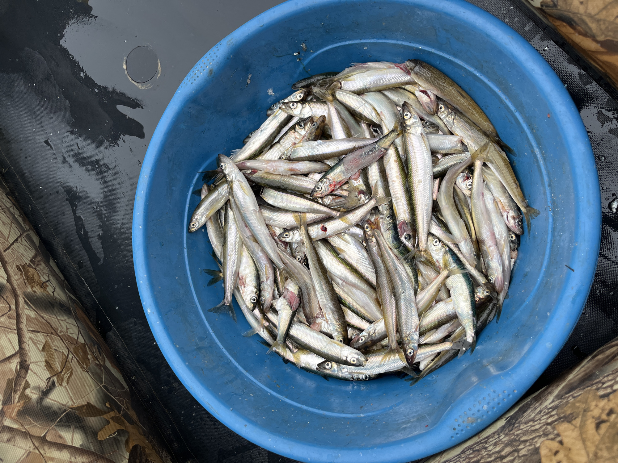 A close-up, overhead shot shows a bright blue plastic basin filled with a large quantity of small, silvery fish. The fish are packed tightly together, with their bodies angled in various directions, some with their heads facing upwards and others downwards. Their scales reflect the light, giving them a shimmering appearance. The basin is resting on a dark, textured surface that appears to be wet, with some scattered droplets. To the left of the basin, a section of camouflage fabric is visible, suggesting the setting might be outdoors, possibly in a boat or near a shoreline, with the dark surface being water or a boat's deck. The overall scene is one of a successful catch.