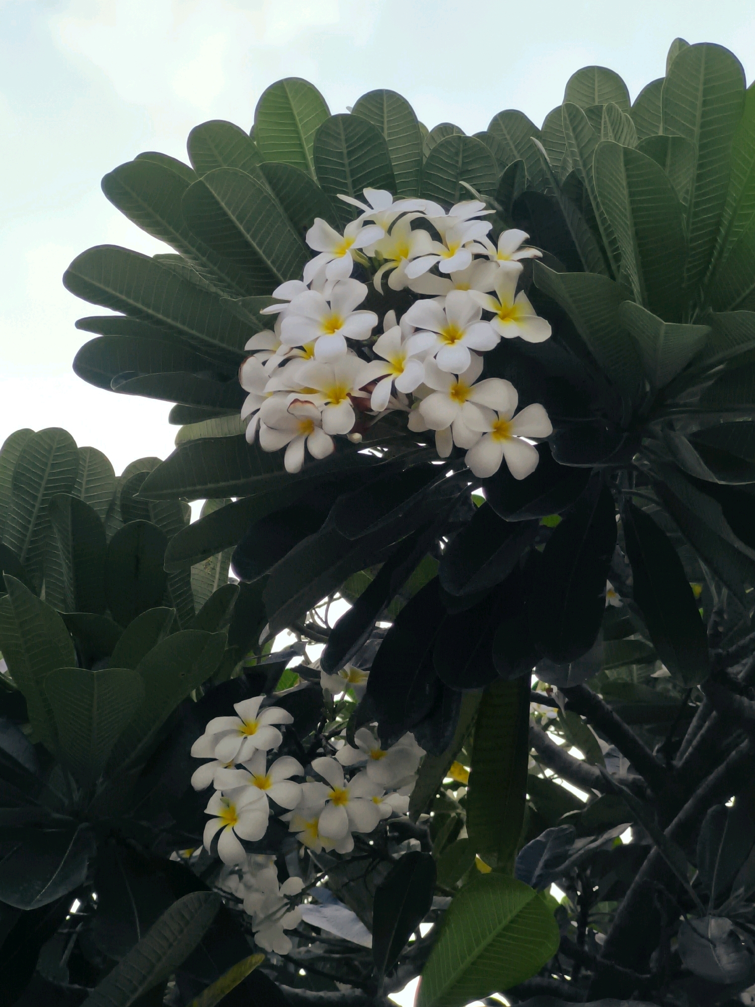 The image displays a cluster of white and yellow plumeria flowers against a backdrop of dark green leaves and a pale sky. The flowers are arranged in two main bunches, with the upper bunch more prominent and in focus, showcasing individual petals with yellow centers. The leaves are large, elongated, and have visible veins. The lighting suggests it is daytime, with the sky being overcast or the image taken during a time of diffused light. The scene appears to be of a tree or shrub, likely outdoors. The location in Nha Trang, Vietnam, is not explicitly indicated by any landmarks or specific environmental cues within the image itself, but the presence of plumeria trees is common in tropical and subtropical regions like Vietnam. There are no people or animals visible in the image, nor any human activity. The composition is focused on the natural elements of the plant.