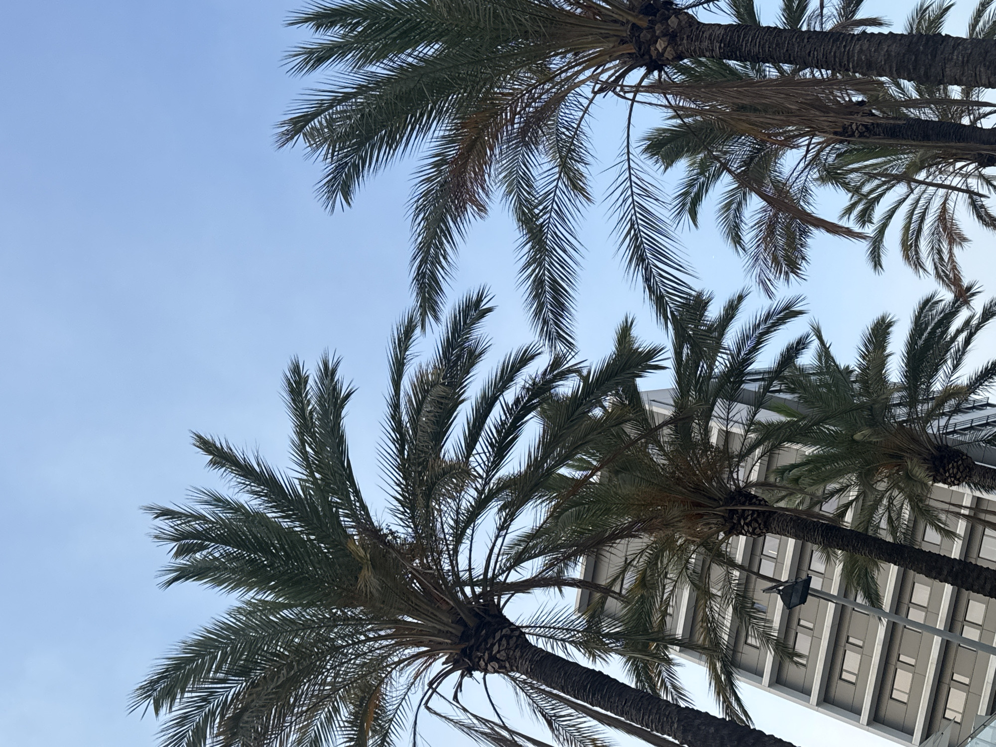 The image displays a cluster of palm trees set against a clear blue sky. In the background, a modern, multi-story building with a gray facade and numerous rectangular windows is visible. A street lamp is attached to a pole in front of the building, partially obscured by the palm fronds. The perspective is from below, looking up at the trees and the building. This scene is located in Barcelona, Spain, specifically near the Port Olímpic area. There are no people visible in the image.