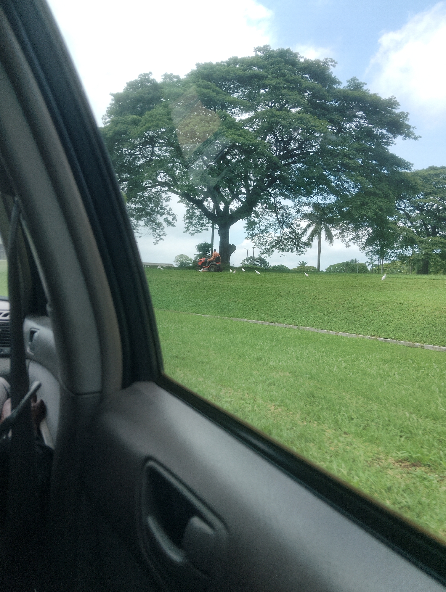 An image taken from inside a vehicle, looking out a side window, shows a person on a ride-on lawnmower cutting grass in a park-like setting. The person is wearing an orange shirt. Several white birds are visible on the lawn. A large, mature tree with a wide canopy dominates the background, with a palm tree and other greenery behind it. The sky is partly cloudy. The scene is likely in Iju, Nigeria, given the vegetation and commonality of such parks in the area. The interior of the vehicle, including a door handle and part of a seat, are visible in the foreground, indicating the photo was taken while in transit.