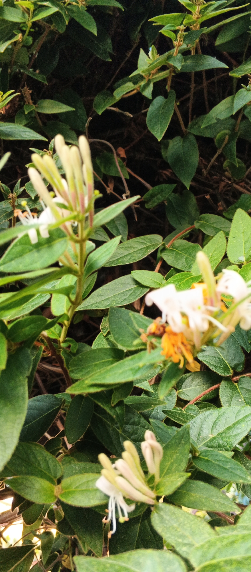 A vertical, medium-shot photograph captures honeysuckle blossoms and leaves with a blurry background of dense foliage. The foreground features a cluster of pale yellow honeysuckle buds, some tinged with pink, emerging from a stem with green leaves. To the right, a delicate white honeysuckle flower with a yellow stamen is partially visible, with a small insect, possibly a bee, with orange and black markings, near its center. The leaves are a vibrant green, with some showing slight wear and tear. The background is a dark, shadowy mass of leaves and branches, creating a sense of depth. No people or man-made structures are evident in the image, suggesting a natural setting. The lighting is natural, casting soft shadows and highlighting the texture of the leaves and flowers. The overall impression is one of nature's quiet beauty.