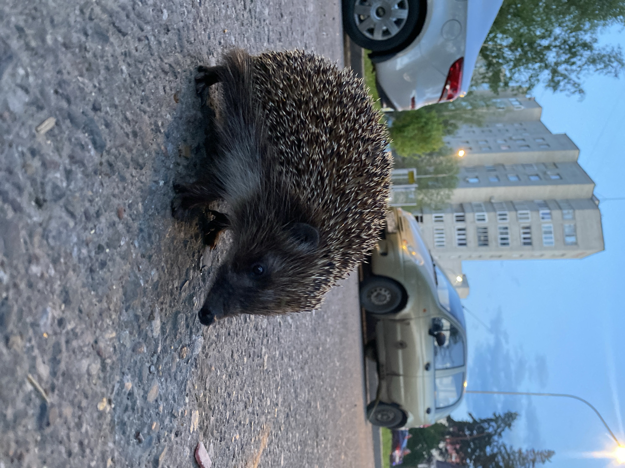 A hedgehog stands on an asphalt surface. Behind the hedgehog are two parked cars, one silver and one gold, and a gray residential building. A streetlight illuminates the scene.