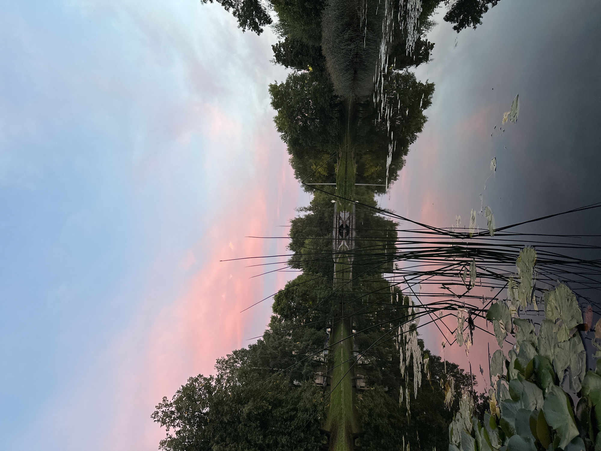 The image depicts a serene view of a body of water in Saint Petersburg, Russia, likely during either sunrise or sunset given the soft pink and blue hues in the sky. The water reflects the sky and the surrounding lush greenery, which includes tall trees lining the banks and reeds growing in the foreground. Lily pads are visible on the surface of the water, and a small bridge can be seen in the distance across the water. The scene is peaceful and natural, with no people visible. The overall impression is one of tranquility and natural beauty within an urban setting.