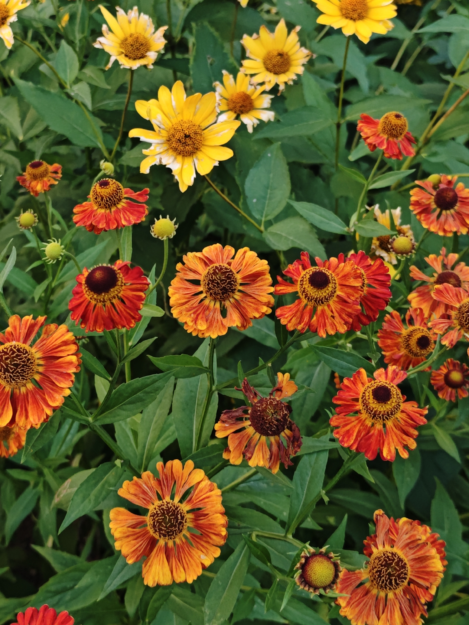 The image displays a dense cluster of Helenium flowers, commonly known as sneezeweed, in various stages of bloom and decay. The flowers exhibit a gradient of colors, ranging from bright yellow in some specimens to vibrant shades of orange and red in others, with some petals showing signs of wilting and browning. The foreground is dominated by these flowers and their green foliage, creating a naturalistic, outdoor scene. The overall impression is that of a garden or wild patch of flowers. The image does not contain any discernible features that would allow for the specific identification of its location within the city of Shcherbinka, Russia, or the presence of any people or specific actions.