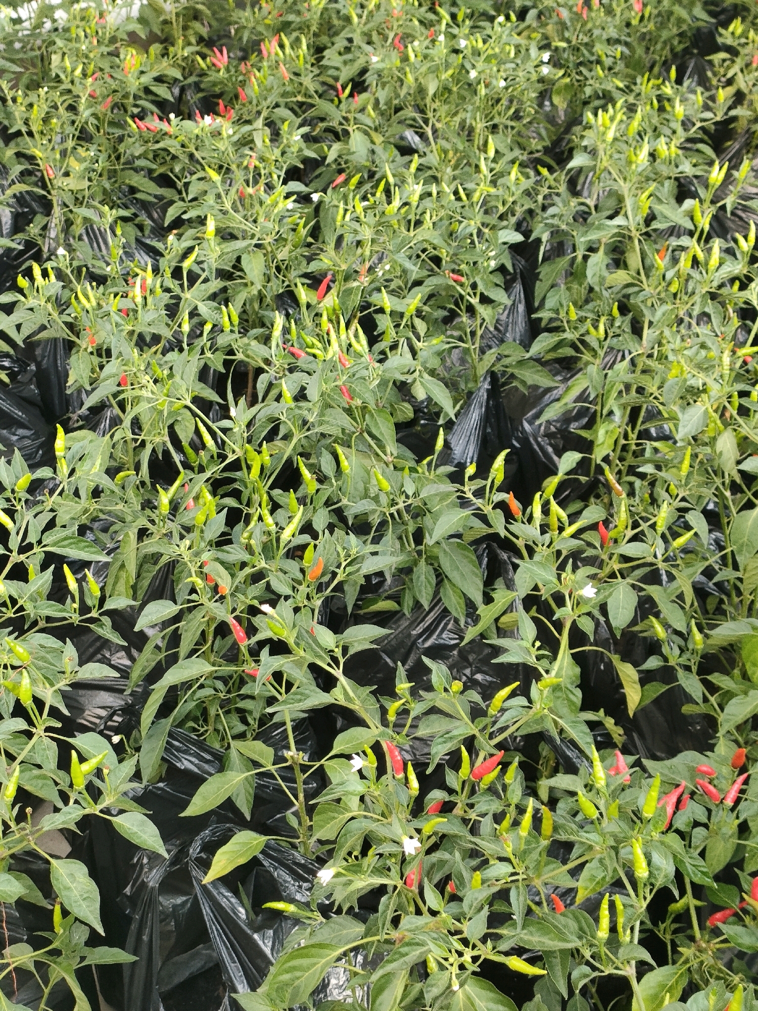 A high-angle, full shot captures an outdoor nursery filled with young chili plants. The plants, tightly packed together, are in various stages of growth, with many bearing small, immature chili peppers that are a mix of green and red. The plants are potted in black plastic bags, providing a stark contrast to the vibrant green foliage and the colorful peppers. The background is dominated by the dense canopy of the chili plants, with only glimpses of a white wall visible at the very top. The lighting suggests it is daytime, likely overcast or early morning/late afternoon, as there are no harsh shadows. The image composition is uniform, with no distinct foreground or background subjects, emphasizing the sheer volume of chili plants.
