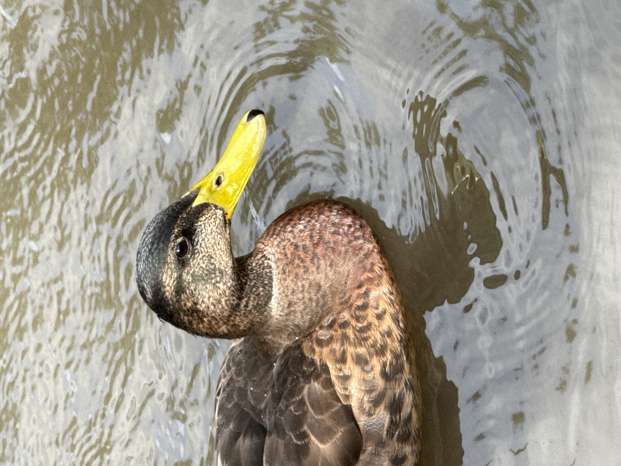 A close-up, high-angle shot shows a duck swimming in murky water. The duck's head is turned to the right, and its bright yellow beak is prominent. The duck's plumage is a mottled brown and black, with some reddish-brown feathers on its chest. Ripples on the water's surface suggest movement. The background is out of focus and appears to be a natural body of water. There is no indication of the location being Moscow, Russia.
