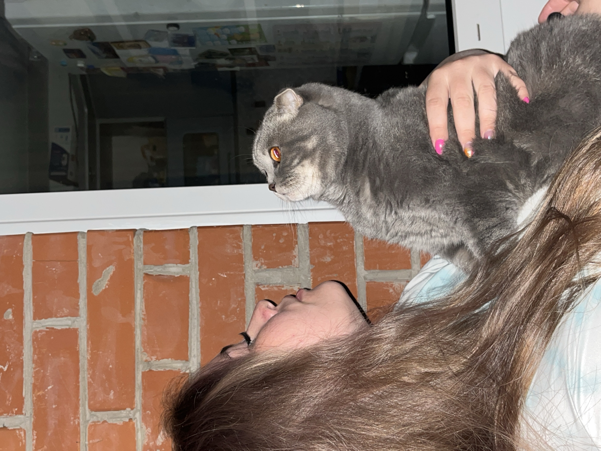 A grey Scottish Fold cat with yellow eyes is perched on a red brick windowsill, closely positioned over a person lying on a white and blue patterned surface. The person's face is visible, along with their long, brown hair. A hand with painted fingernails rests on the cat. Behind the cat and windowsill, a window reflects an interior room with miscellaneous items. The location is Chaikovsky, Russia.