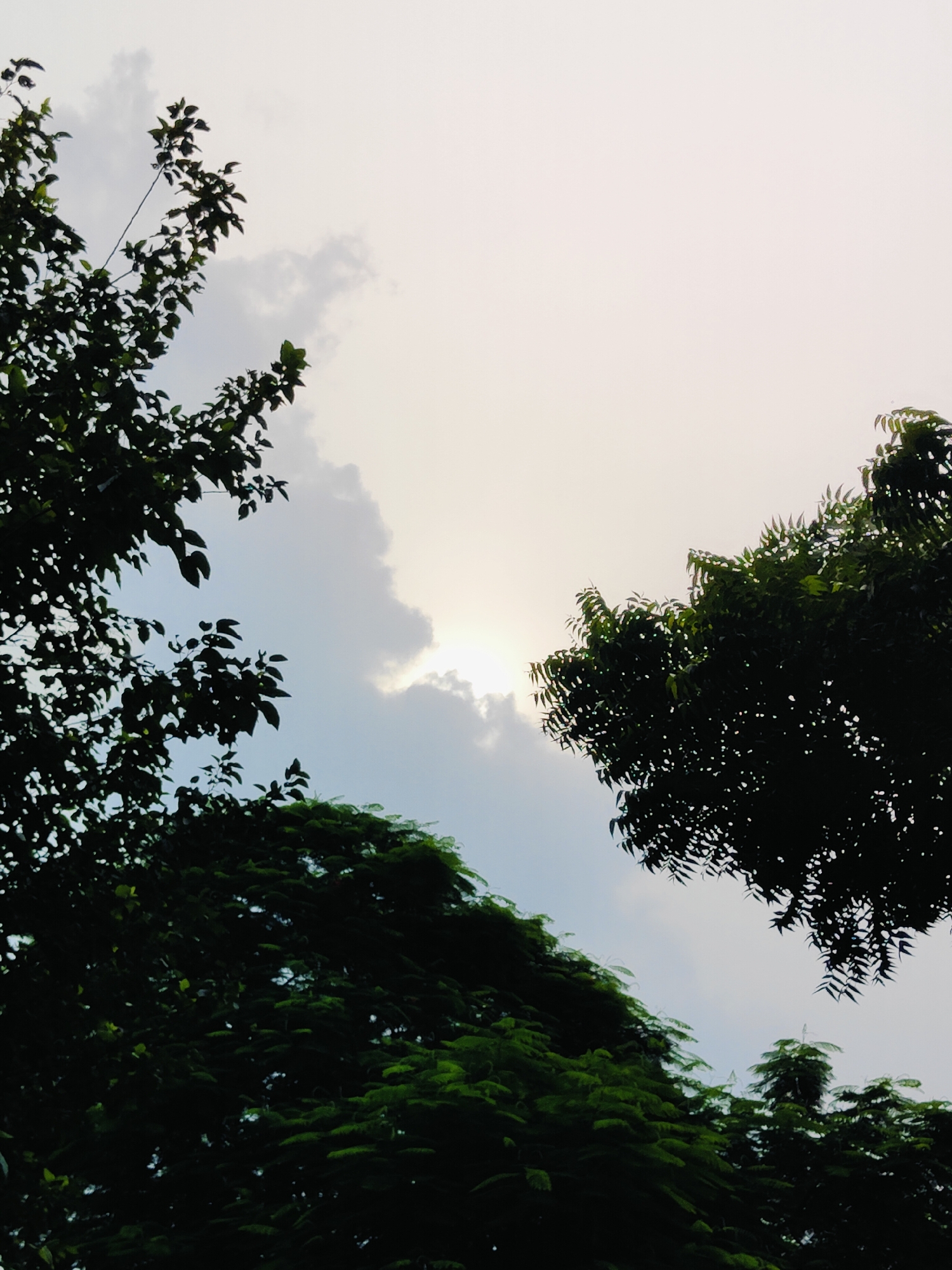 A low-angle shot captures silhouetted tree branches against a pale sky. The sun is partially obscured by clouds, casting a soft glow through the foliage. The image is undated and its specific location in Gurgaon, India, is not discernible.