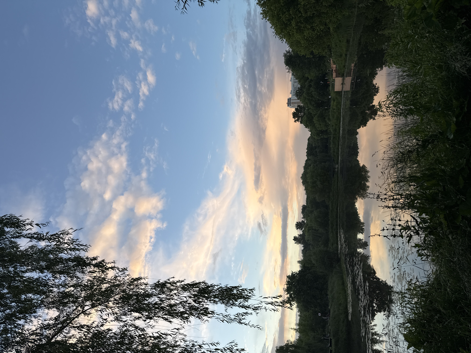 The image captures a serene natural scene at dusk in a city park. The sky displays a gradient of colors, with soft hues of pink, orange, and blue, transitioning from the horizon upwards. Wispy clouds are scattered across the sky. In the foreground, the branches of a weeping willow tree hang down from the left, silhouetted against the sky.
The middle ground features a calm body of water, a pond or lake, with its surface reflecting the colorful sky and the surrounding greenery. Lily pads dot the surface of the water in some areas. On the far bank of the water, a dense line of trees forms a lush green backdrop. Beyond the trees, a tall, modern apartment building is visible, indicating the proximity of urban development to this natural area.
The foreground at the bottom of the image is filled with tall, dark green grass and other wild vegetation, creating a sense of being immersed in nature. The overall atmosphere is peaceful and tranquil, suggesting a quiet evening in a park setting within Moscow, Russia, likely a place where nature is preserved amidst the urban landscape.
