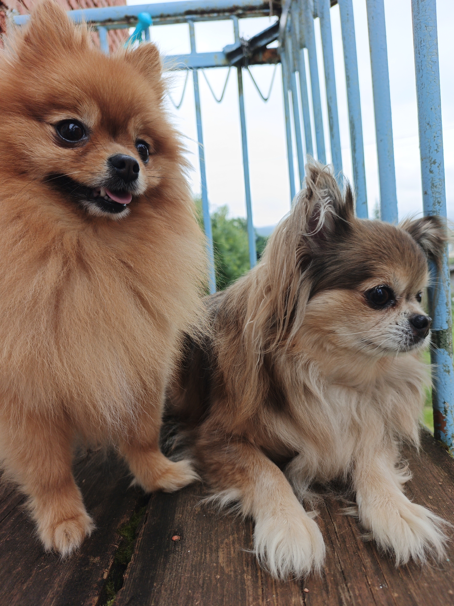 Two small dogs are sitting on a weathered wooden platform. On the left is a fluffy, light brown Pomeranian facing forward with its tongue slightly out. To the right is a long-haired chihuahua, tan and white, looking to its right. The dogs are positioned in front of a blue metal fence or railing. In the background, there are hints of green foliage and a cloudy sky. The scene appears to be outdoors, potentially in a yard or park. There are no people visible in the image.