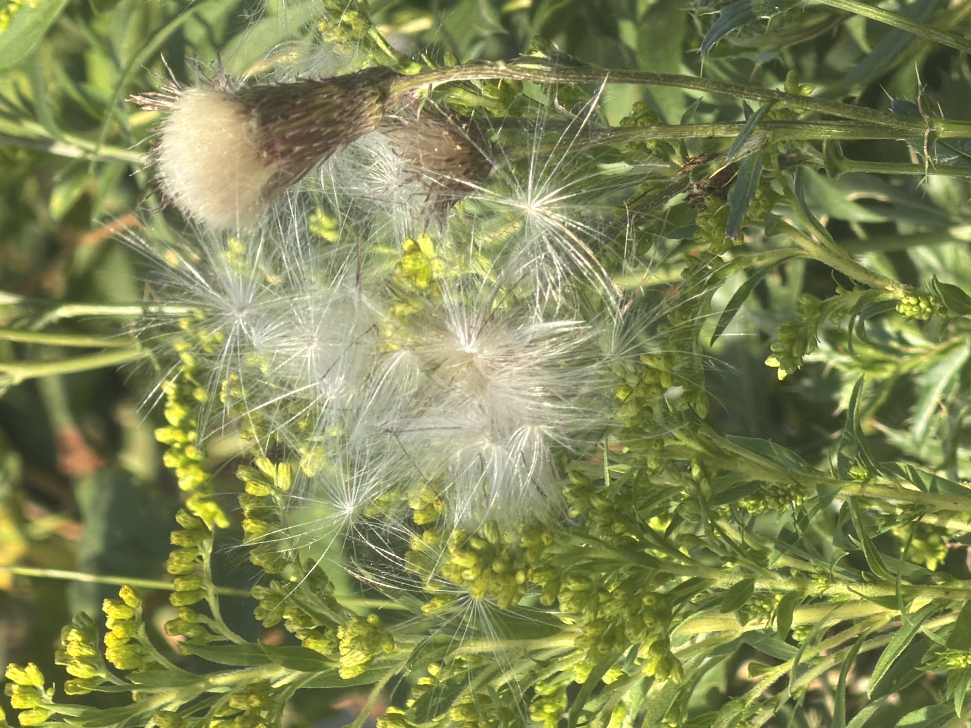 The image shows a close-up of a plant with feathery seed heads, likely a type of thistle, growing amongst smaller green buds and leaves. The plant is in a natural outdoor setting, with a blurred green background suggesting foliage. There are no people, animals, or man-made structures visible in the image. The lighting is natural, indicating it was taken during the daytime. The specific location within the city of Kaliningrad, Russia cannot be determined from the visual information provided.
