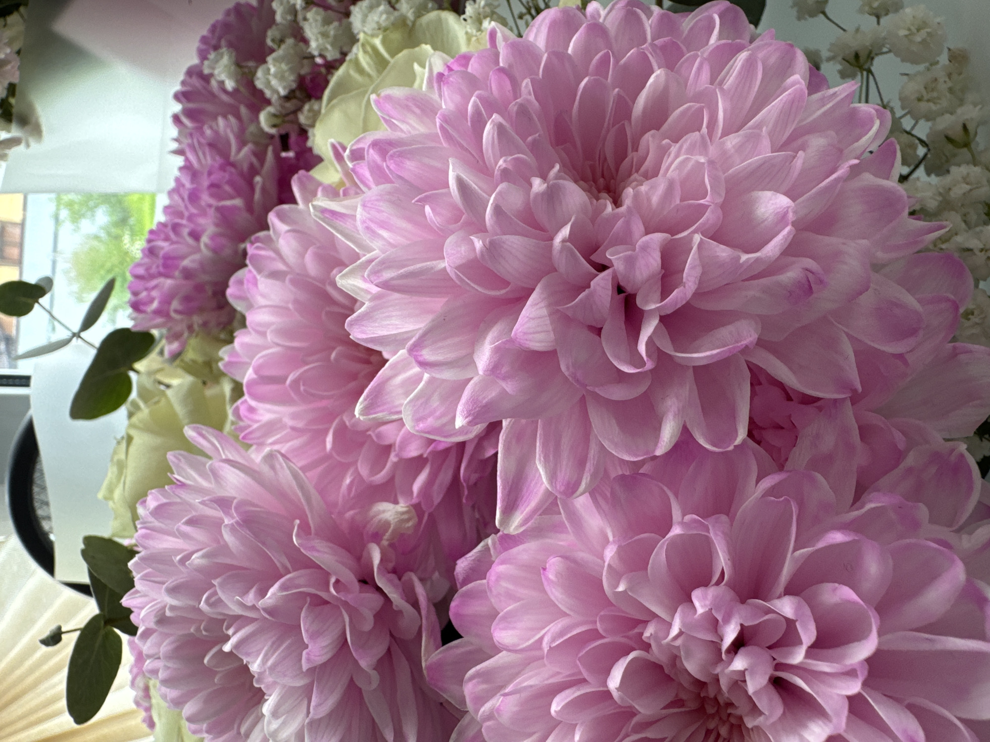 A close-up, eye-level shot captures a bouquet of pink chrysanthemums with pale yellow roses and small white flowers in the background. The chrysanthemums are large and fluffy, with many delicate petals. Some of the petals have white tips. The bouquet is likely indoors, as evidenced by the light filtering through what appears to be a window or sheer curtain in the upper left of the image. Outside the window, greenery and buildings are visible, suggesting an urban or suburban setting. There are no people or animals present in the image. The bouquet is arranged in a way that the flowers are the main focus, filling the majority of the frame. There is no specific indication of the city of Старое Михайловское, Russia.