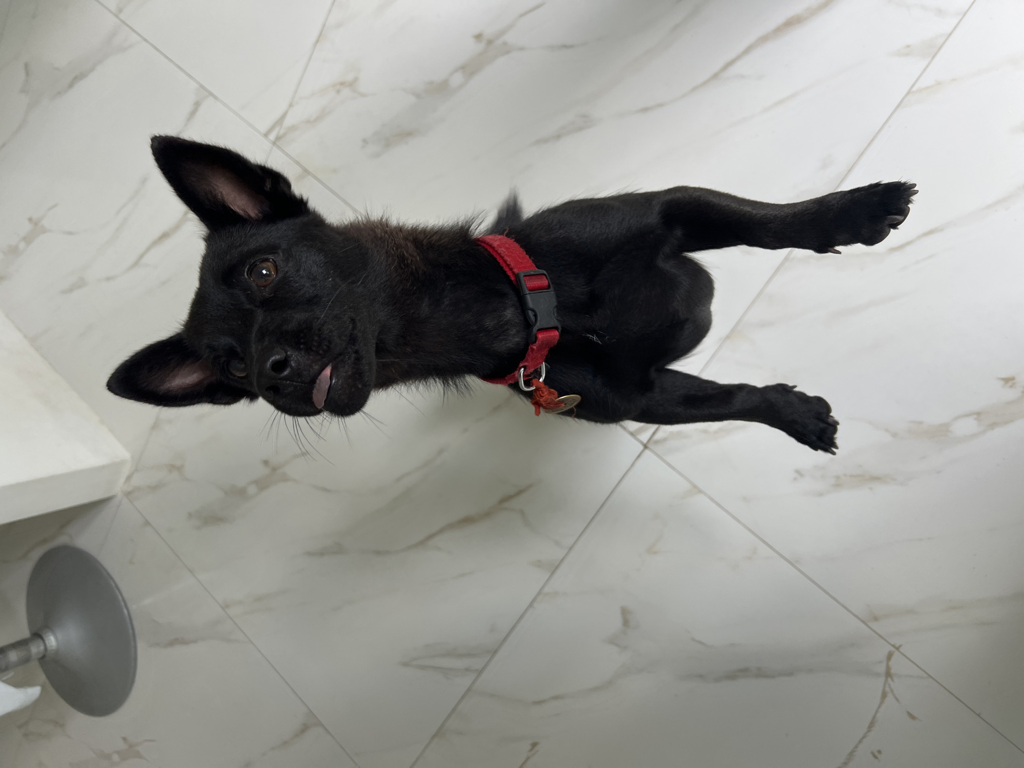 A black dog with a red collar lies on a white tiled floor, sticking its tongue out. The location is Unknown, Unknown.
