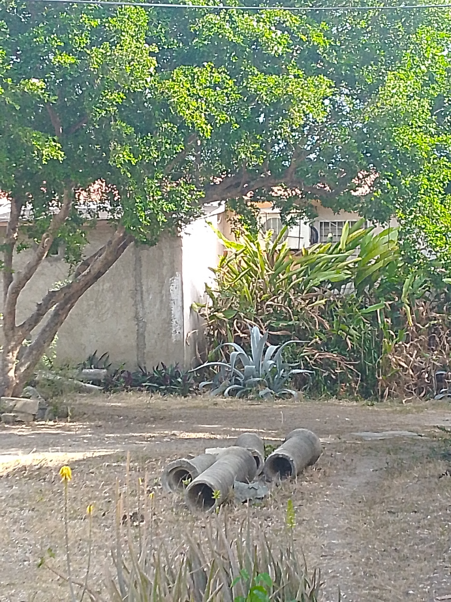 The scene appears to be a yard or vacant lot in a residential area. A partially obscured building with white framed windows is visible behind dense vegetation. Large, cylindrical concrete or clay pipes are scattered in the foreground, amidst dry grass and aloe plants. The yard appears unkempt, with a mix of cultivated and wild plants. A large tree dominates the scene, casting shadows on the building and vegetation.
Based on the prompt, the location is Juan Griego, Venezuela. Without additional details about the surrounding architecture or specific landmarks, it is difficult to pinpoint the exact neighborhood. There are no visible people in the scene. The overall impression is one of neglect or a transitional space.