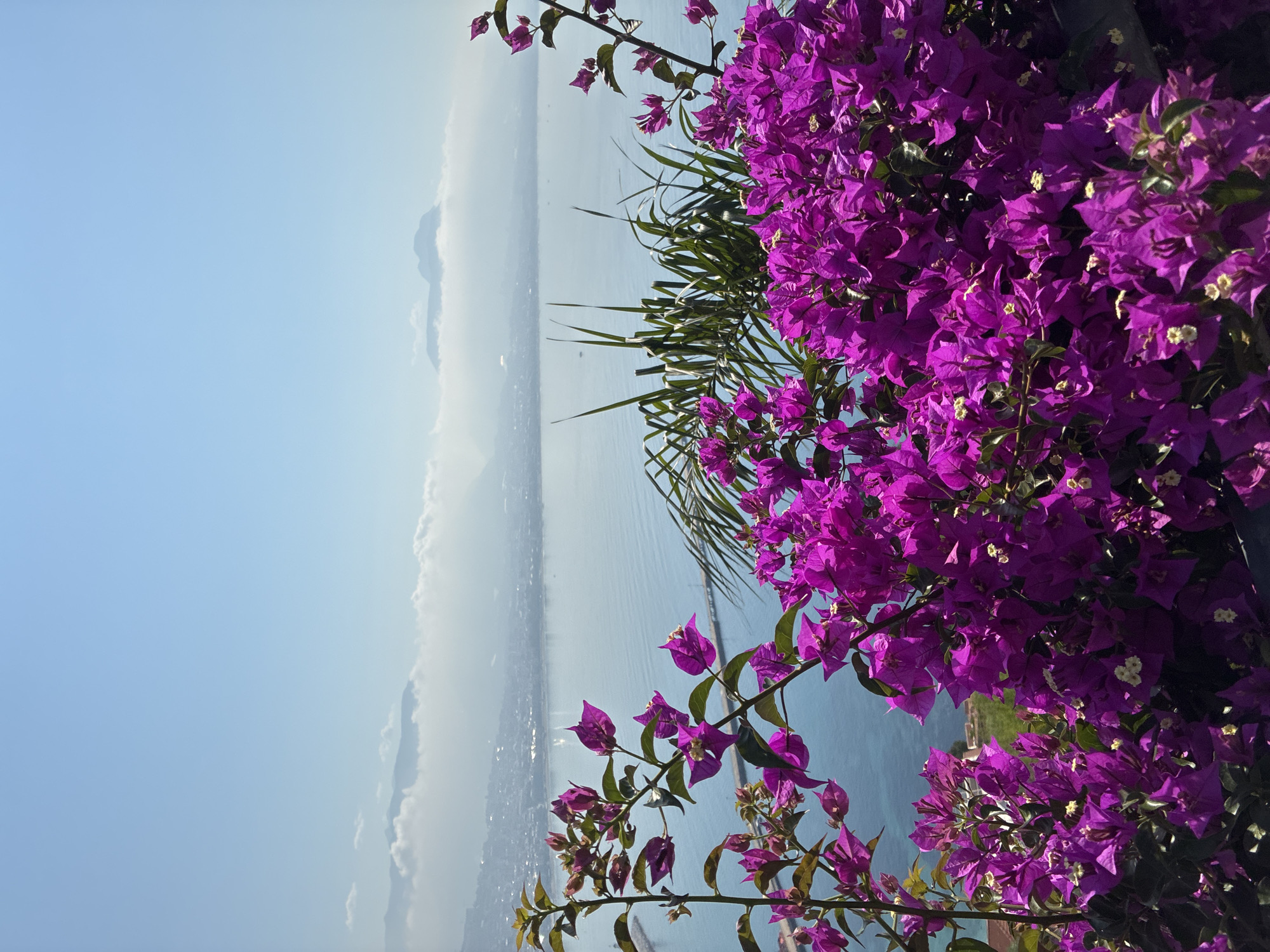 In the foreground, vibrant magenta bougainvillea flowers dominate the frame, their lush blossoms obscuring a dark railing below. Behind the flowers, a clear blue sea stretches out to the horizon, dotted with distant boats. A long pier or breakwater extends into the water from the left. In the middle ground, a coastal city sprawls along the shoreline, its buildings faintly visible through a light haze. Beyond the city, a line of mountains rises, partially shrouded in soft clouds. The sky is a bright, clear blue, with only a few wispy clouds near the distant mountains. The image appears to have been taken from an elevated vantage point, likely overlooking the city of Alanya, Turkey.