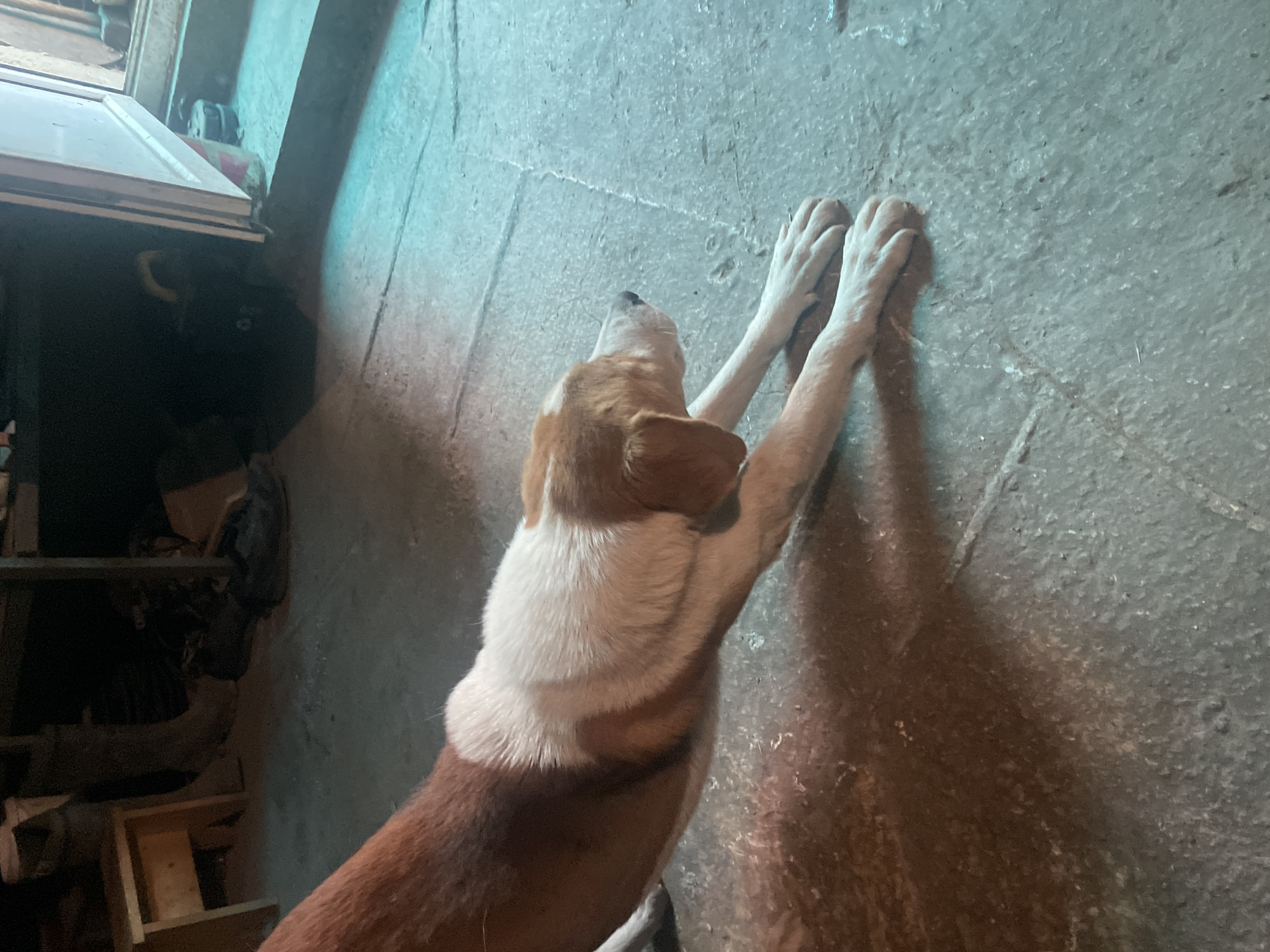 A reddish-brown and white dog with its paws pressed against a gray wall, in a dimly lit indoor space. A shelf with miscellaneous objects is visible in the background. It is unknown if this image was taken in the city of Olginka, Russia.