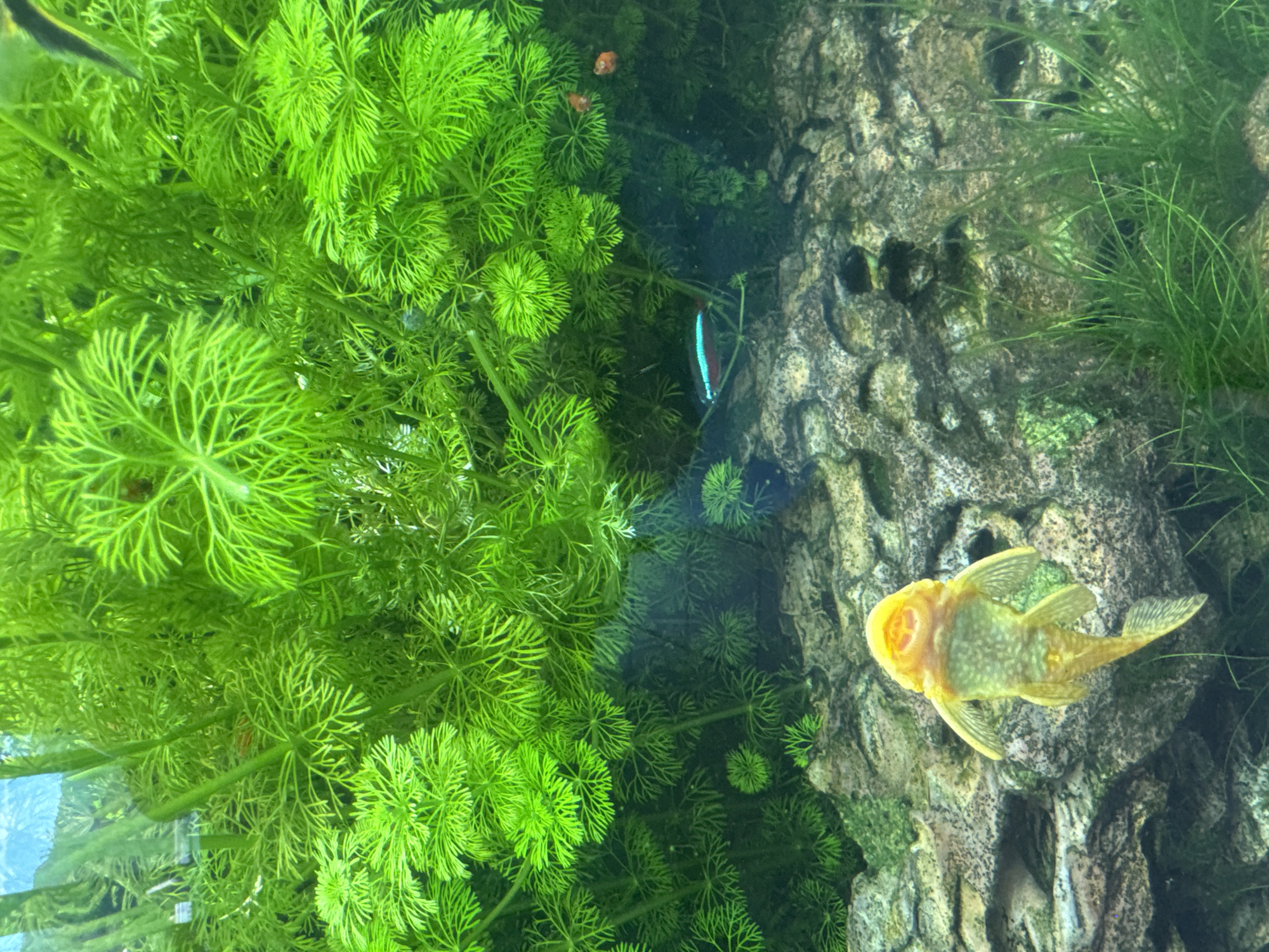 The image displays an aquarium with dense green aquatic plants, a rocky substrate, and a small school of fish. A bright yellow plecostomus catfish is prominently featured in the foreground, oriented head-down. In the mid-ground, a neon tetra swims horizontally. Several small orange fish are visible amidst the greenery. The water is clear, and the lighting illuminates the vibrant colors of the aquarium's inhabitants and flora. The scene is an interior environment, likely a home or public aquarium. There is no information in the image that suggests a location in Lavans-lès-Saint-Claude, France.