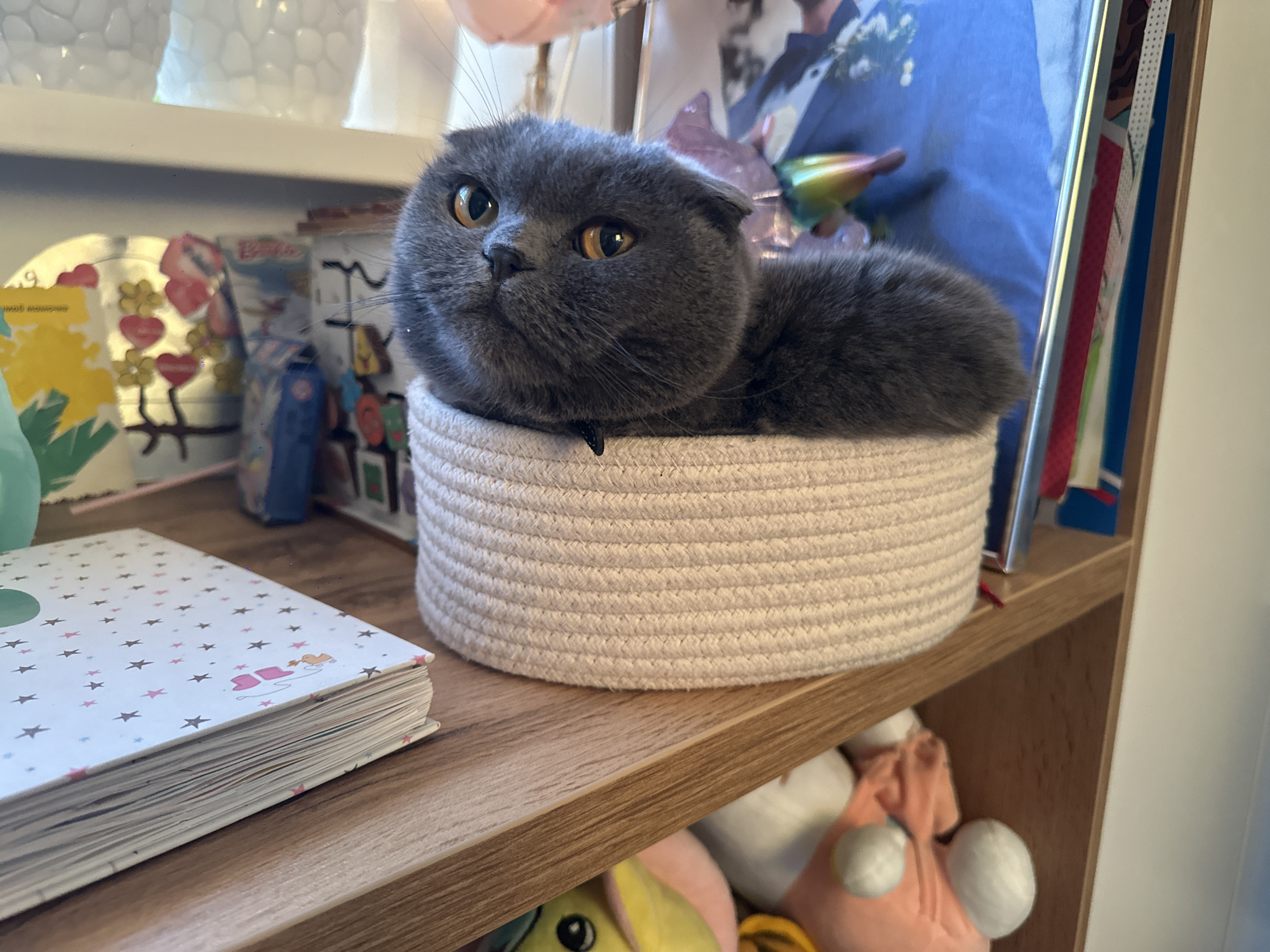 A gray Scottish Fold cat with amber eyes sits in a round, light pink woven basket on a wooden shelf. The shelf is cluttered with various items, including a notebook with a white cover and star patterns, a decorative jar, and framed photos. Below the shelf are several plush toys. The indoor setting suggests a domestic environment, with natural light illuminating the scene. The location, Chaikovsky, Russia, is inferred based on unspecified contextual information not visible in the image.