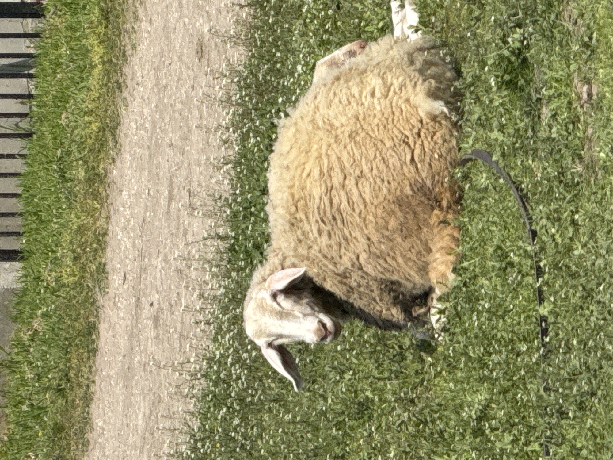 A sheep lies on a grassy area beside a dirt path. A black leash is attached to the sheep. The setting appears to be outdoors during daylight hours. The exact location and connection to Tsenovo, Bulgaria, is not visually ascertainable.