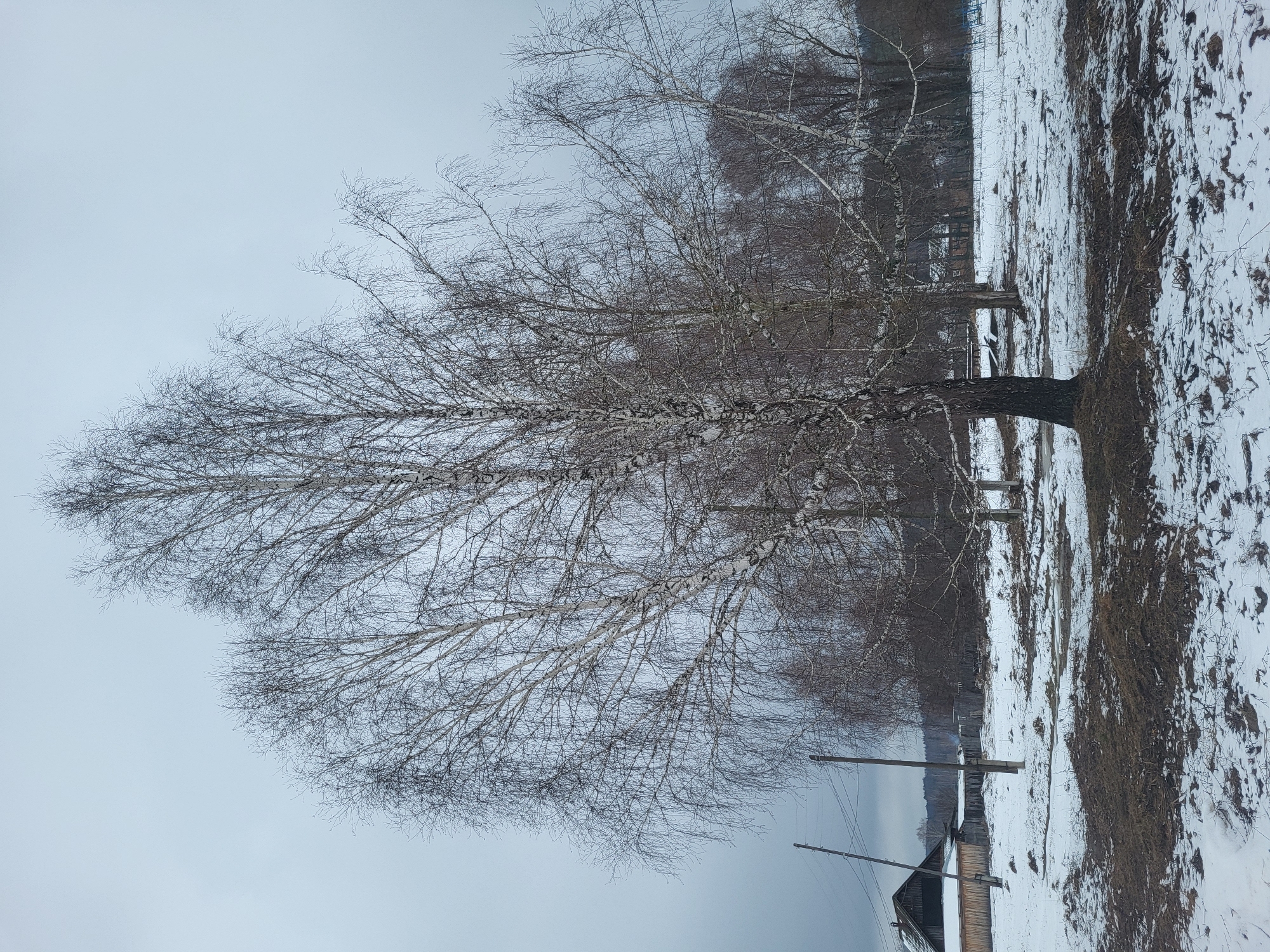 The image depicts a wintry scene in Зипуново, Russia. A large birch tree with bare branches dominates the landscape. The ground is covered with snow, mixed with patches of dry grass and dirt. In the background, a line of trees is visible. Lower in the image, portions of a wooden structure or building are visible. Power lines are seen running across the lower portion of the scene. The sky is overcast.