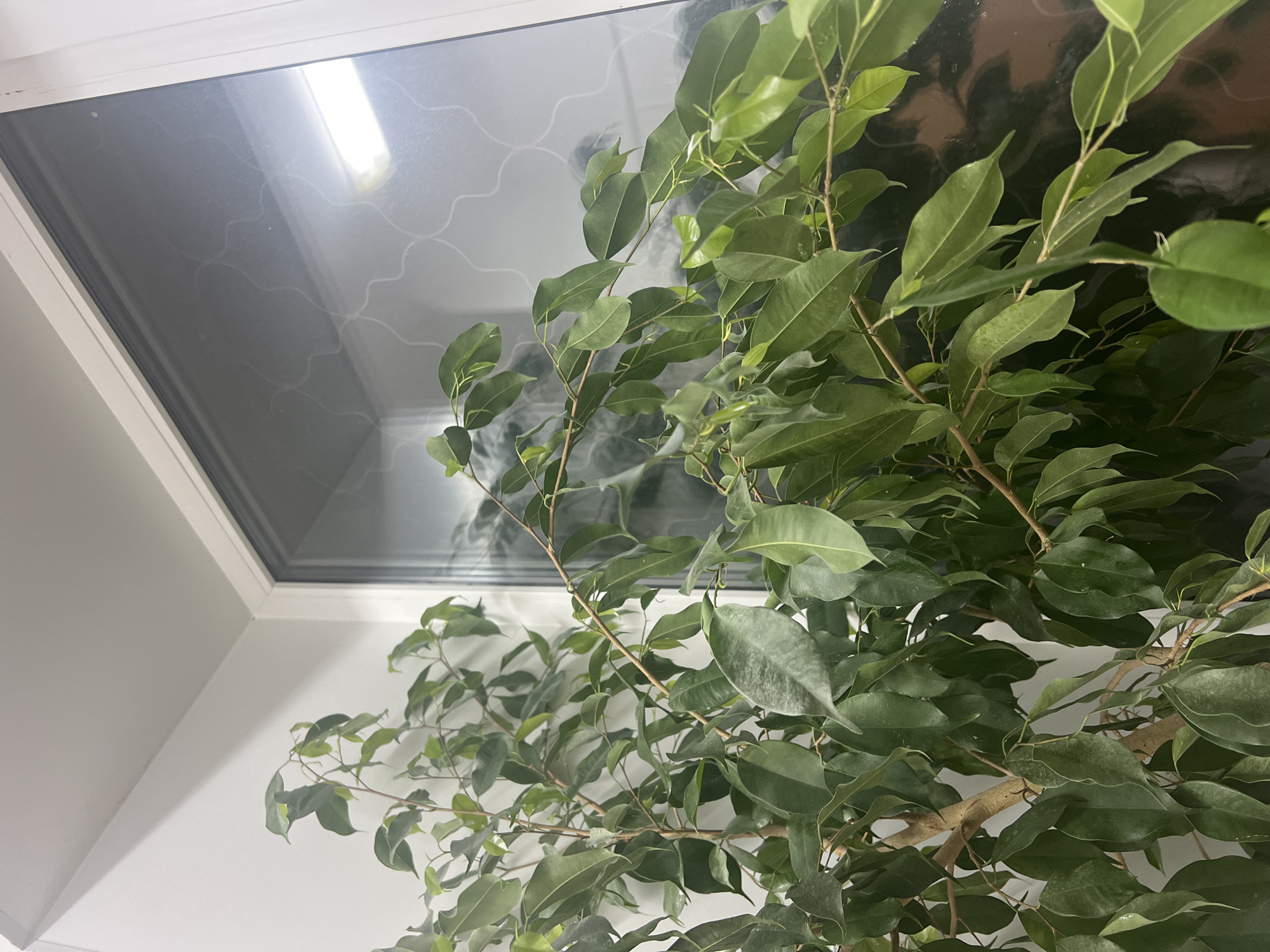 The image shows a potted ficus tree situated near a window in what appears to be an interior space. The window has a frosted pattern. A light fixture is visible through the window. The wall is white. There is no indication of the image's location being in Berezniki, Russia, or any information about people, actions, or interactions.