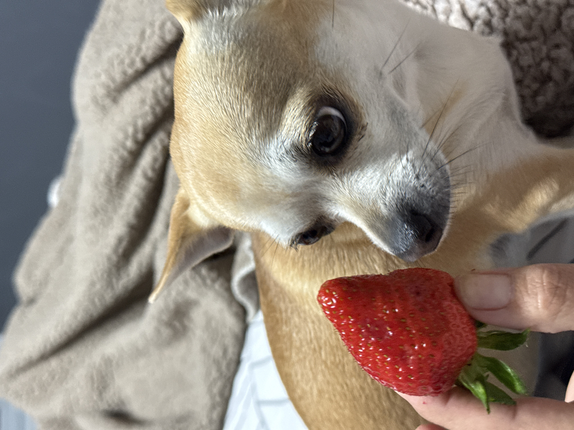 A small, light brown and white dog is captured in a close-up, eye-level shot, intently focusing on a red strawberry held by a human hand. The dog, possibly a Chihuahua mix, has large dark eyes fixed on the fruit, conveying a strong sense of curiosity and eager anticipation. Its fur is predominantly tan or light brown, with distinct white markings around its muzzle and under its eyes. Prominent whiskers frame its dark snout.
A single, vibrant red strawberry, complete with its green leafy calyx, is gently held by the thumb and forefinger of a person, positioned just in front of the dog's nose. The dog's head is tilted slightly, enhancing its focused gaze towards the potential treat.
The setting appears to be indoors, with a soft, textured beige blanket or fabric draped in the background and partially beneath the dog. A blurred, dark gray or blue surface is visible further in the background on the left, possibly a wall. The overall scene suggests a gentle interaction between a pet and its owner, likely during a moment of offering or sharing. No text is visible in the image. This moment is taking place in Ralevo, Bulgaria.