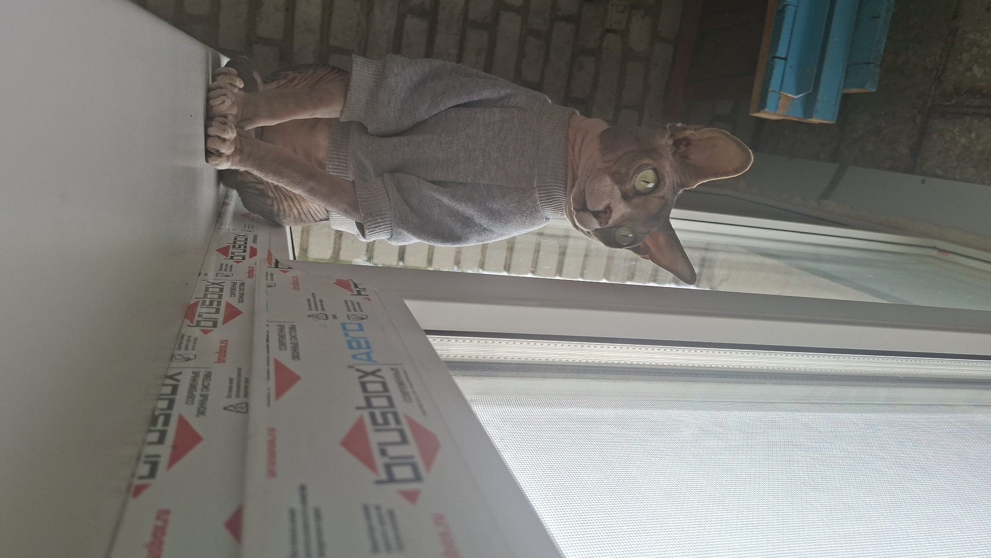 A sphynx cat wearing a gray sweater is on a white windowsill. The window is closed with a screen. The location is possibly Забалоцкі сельскі Савет, Belarus, based on the text on the window frame. The cat is positioned on the window frame, looking towards the viewer. Behind the cat, the backdrop includes a section of a brick wall and a blue-painted wooden structure.
