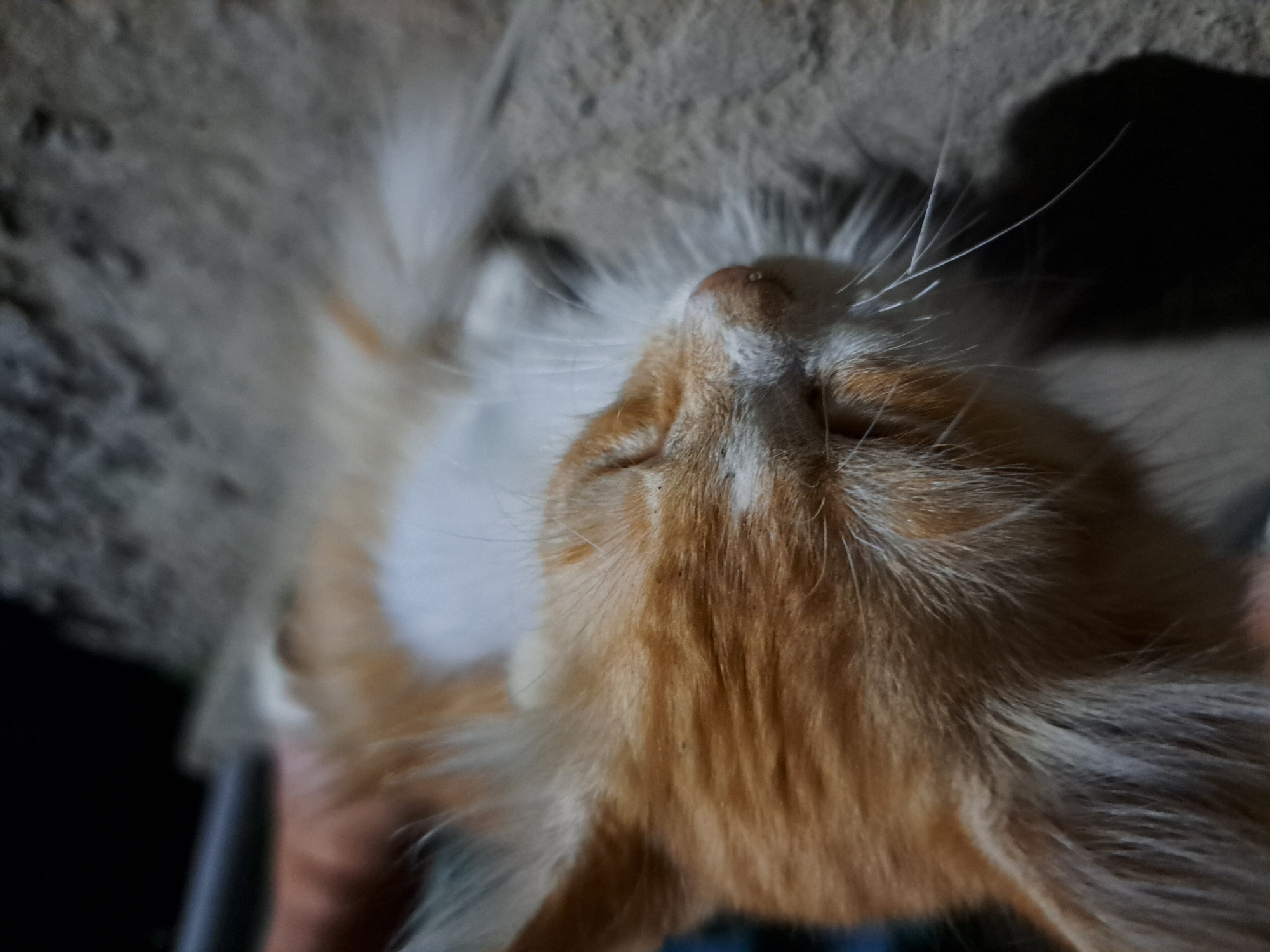 A close-up, eye-level shot shows an orange and white kitten with its eyes closed, resting on a rough, light-colored surface, likely concrete. The kitten's fur is fluffy, with prominent white whiskers. The lighting is dim, suggesting it may be nighttime or an indoor setting with low light. The background is dark and out of focus, obscuring any details of the environment. No people are visible in the image. The image was taken in Vypasne, Ukraine.