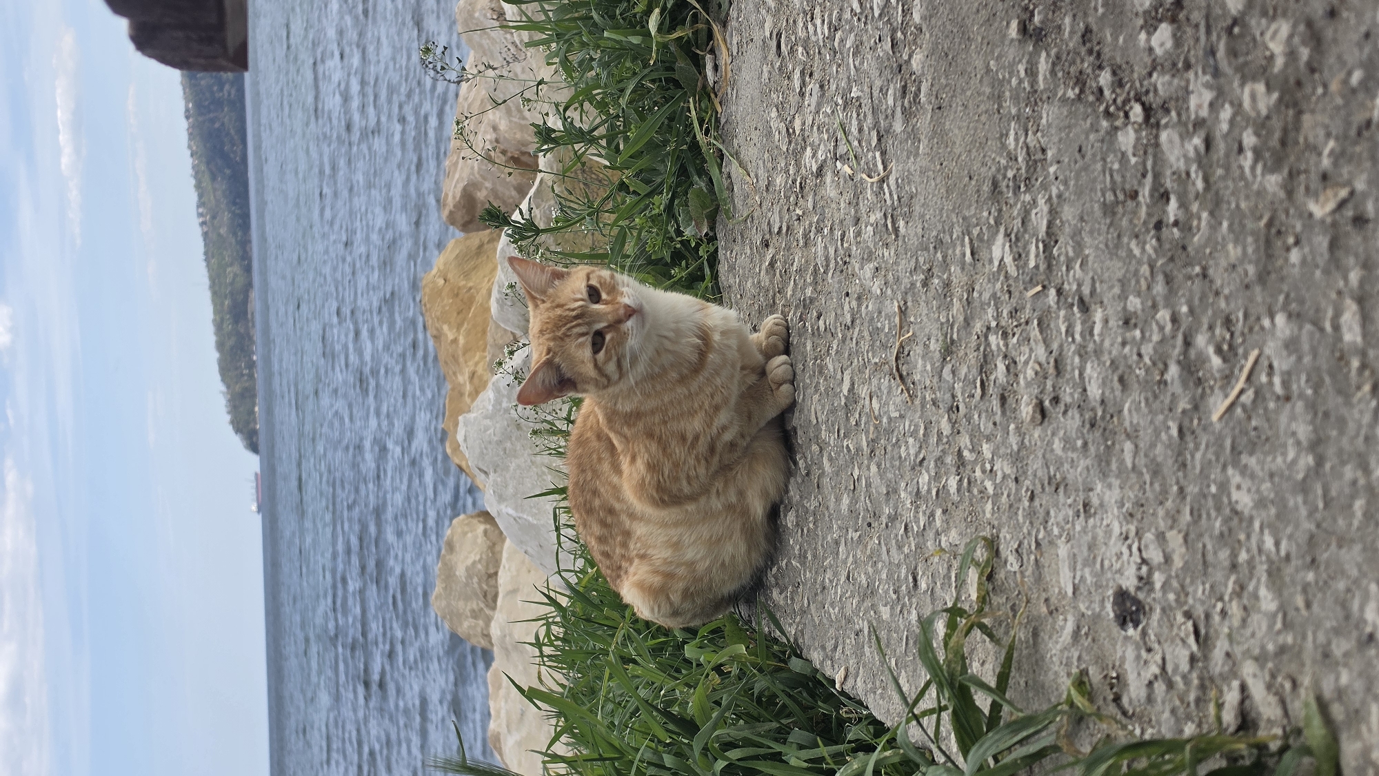 A landscape image captures an orange and white cat resting on a concrete path beside a large body of water, likely the Black Sea near Varna, Bulgaria. The cat, with its ginger fur and white chest and muzzle, is positioned on the right side of the frame, looking directly towards the viewer with curious amber eyes and a slight head tilt. Its paws are neatly tucked under its body.
To the cat's left and in the midground, several large, rough rocks of varying shades of brown and white are interspersed with patches of green grass and small weeds growing along the edge of the concrete. Beyond these elements, a calm, blue expanse of water dominates the left and central parts of the background. In the far distance, a hazy, tree-covered coastline or landmass is visible, and a small, indistinct ship can be faintly seen on the horizon. The sky above is a pale blue with scattered, wispy white clouds. The lighting indicates it is daytime, with soft, natural light. The scene conveys a sense of peaceful outdoor activity, with the cat seemingly observing its surroundings. No text is visible in the image.