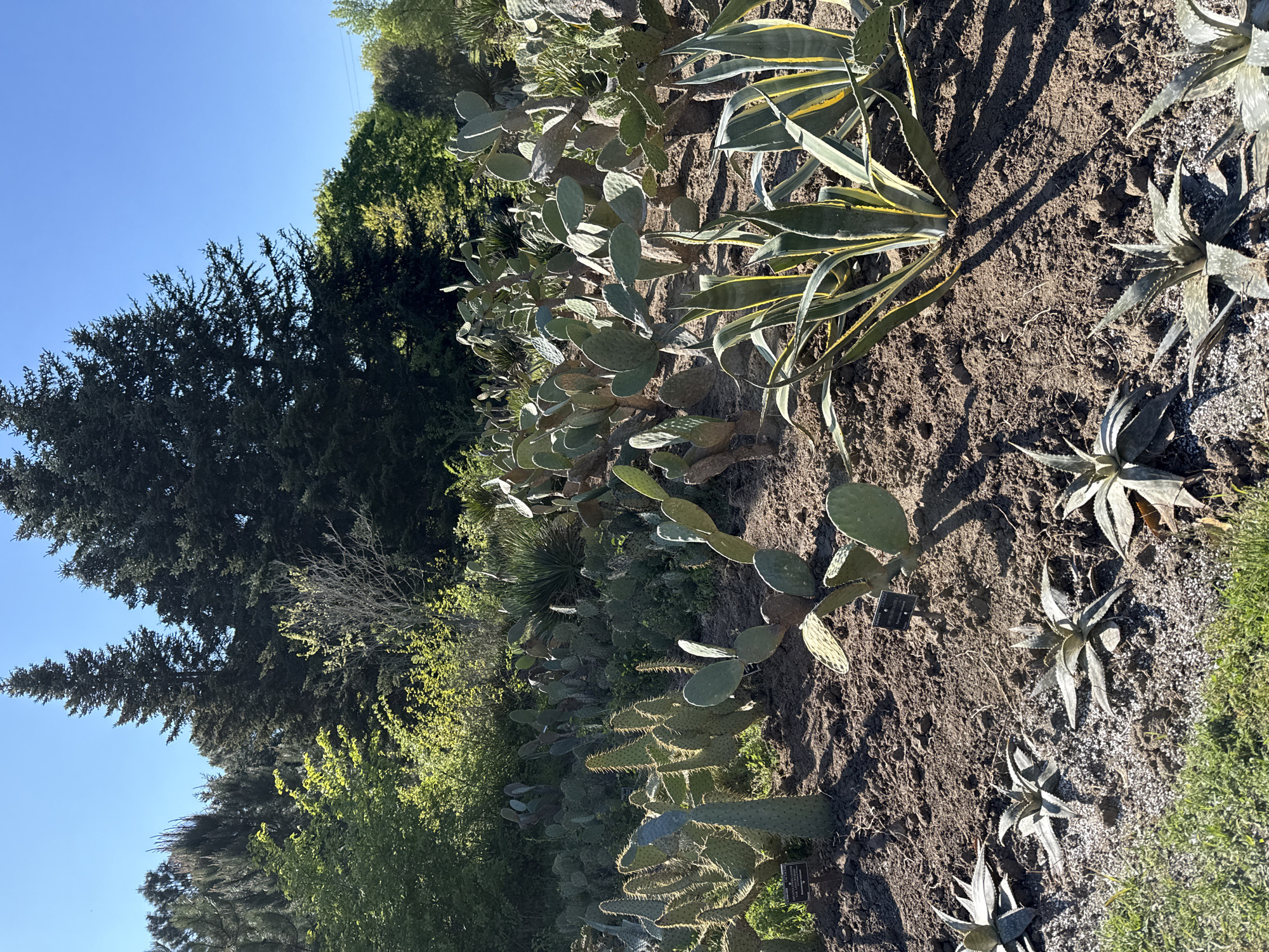 The image depicts a garden bed with various cacti and succulent plants. The plants are arranged in a brown, earthy soil. Behind the garden bed, there are green trees and a clear blue sky. The location is in the city of Unknown, Unknown.