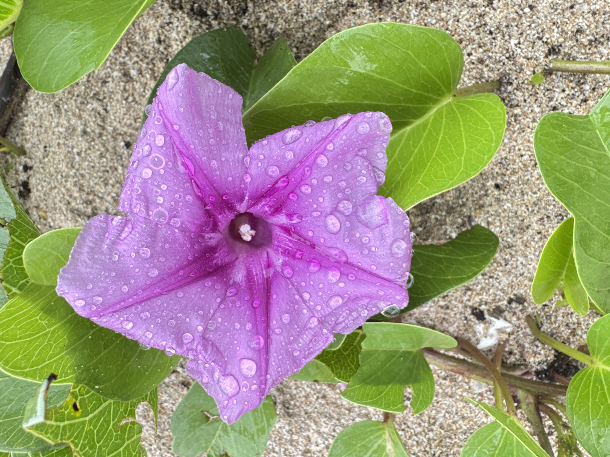 A vibrant purple, funnel-shaped flower, likely a beach morning glory (Ipomoea pes-caprae), is the central subject of this close-up, overhead photograph. The flower's five broad petals are heavily adorned with numerous clear water droplets of various sizes, indicating recent rain or heavy dew. A lighter, almost white, stamen is visible at the flower's center.
Surrounding the flower are several lush green leaves, characteristic of coastal vegetation, some of which also bear glistening water droplets. These leaves appear thick, veined, and slightly heart-shaped. The background consists of light brown, granular sand, suggesting a beach or dune environment. Patches of the plant's stems or vines are visible, winding across the sandy ground.
No specific activity or event is taking place; the image captures a static, serene moment in nature. The presence of water droplets implies recent precipitation or high humidity. The visual cues, particularly the type of plant and sandy ground, strongly indicate a coastal setting. There is no visible text in the image. The location context provided is Kuta Selatan, Indonesia.