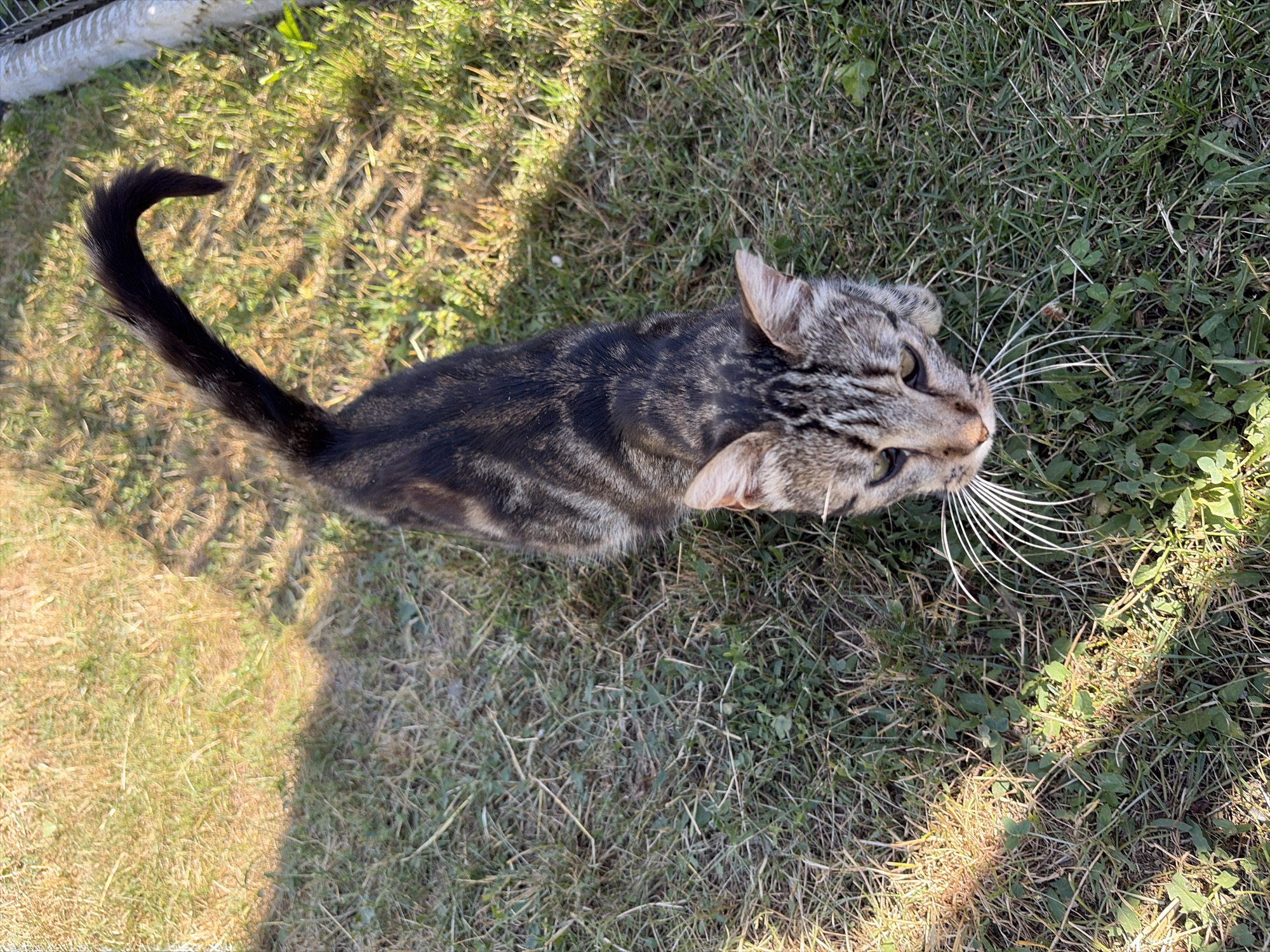 A high-angle, medium shot captures a tabby cat in a grassy outdoor setting. The cat, with its distinctive grey and black stripes, is positioned centrally in the frame, facing towards the right. Its tail, long and black, curves upwards and to the left. The cat’s eyes are open, and its gaze is directed downwards and to the right, suggesting it is observing something on the ground. The background consists of dry and green grass, with some small green plants interspersed. A shadow falls across the grass from the upper left, indicating sunlight and casting a dappled effect on the ground. The time of day appears to be sunny, likely late morning or early afternoon, given the angle of the shadow. The setting seems to be a yard or a park, with some unfocused elements in the upper left corner that might be part of a fence or structure. No text is visible in the image. The cat's expression is neutral, with no strong emotions readily apparent.