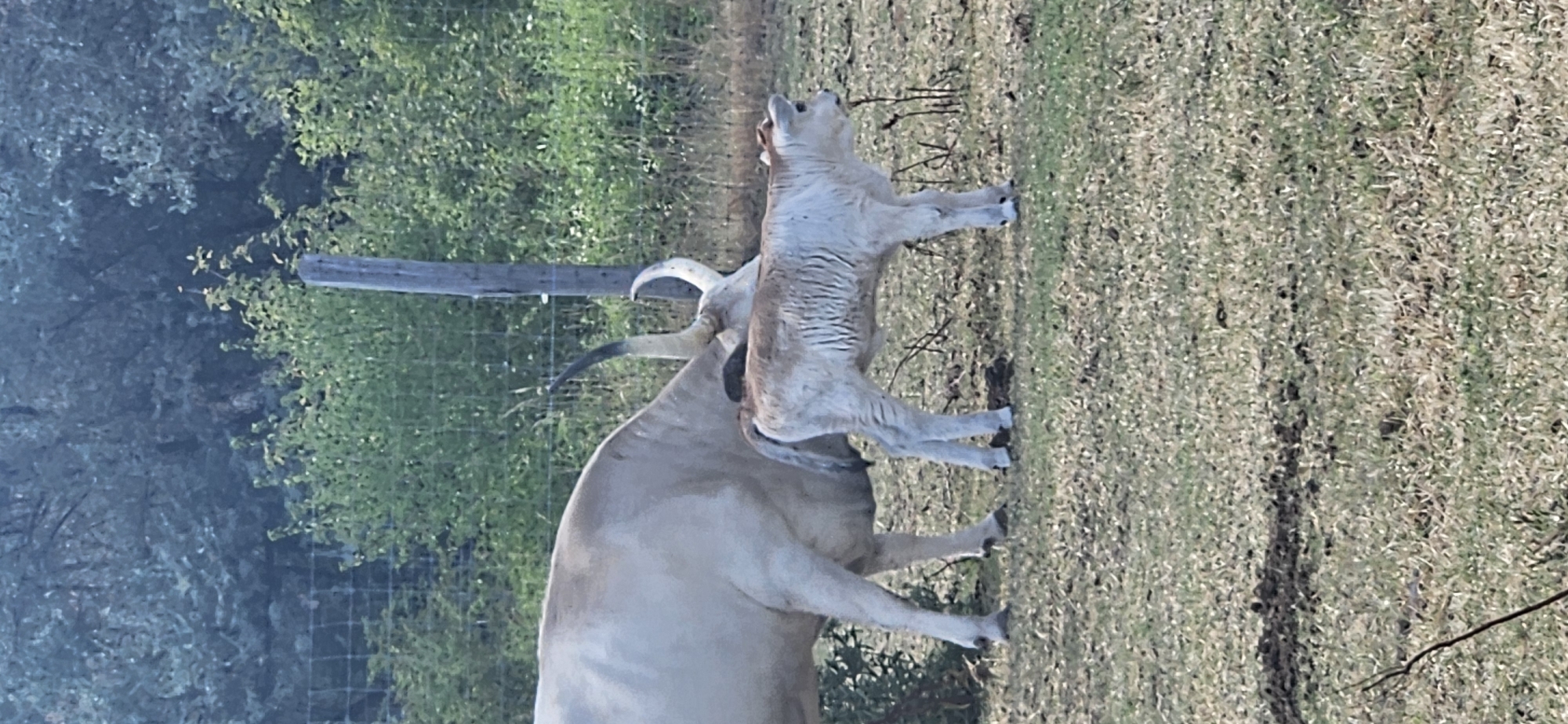 In Keszthely, Hungary, two cattle, a large adult and a calf, stand in a grassy field with a wooden post and fence in the background. The adult cow is light-colored with long, curved horns. The calf is smaller, also light-colored with shorter horns. The field is covered in dry grass and some dark soil. Trees and foliage are visible behind the fence.