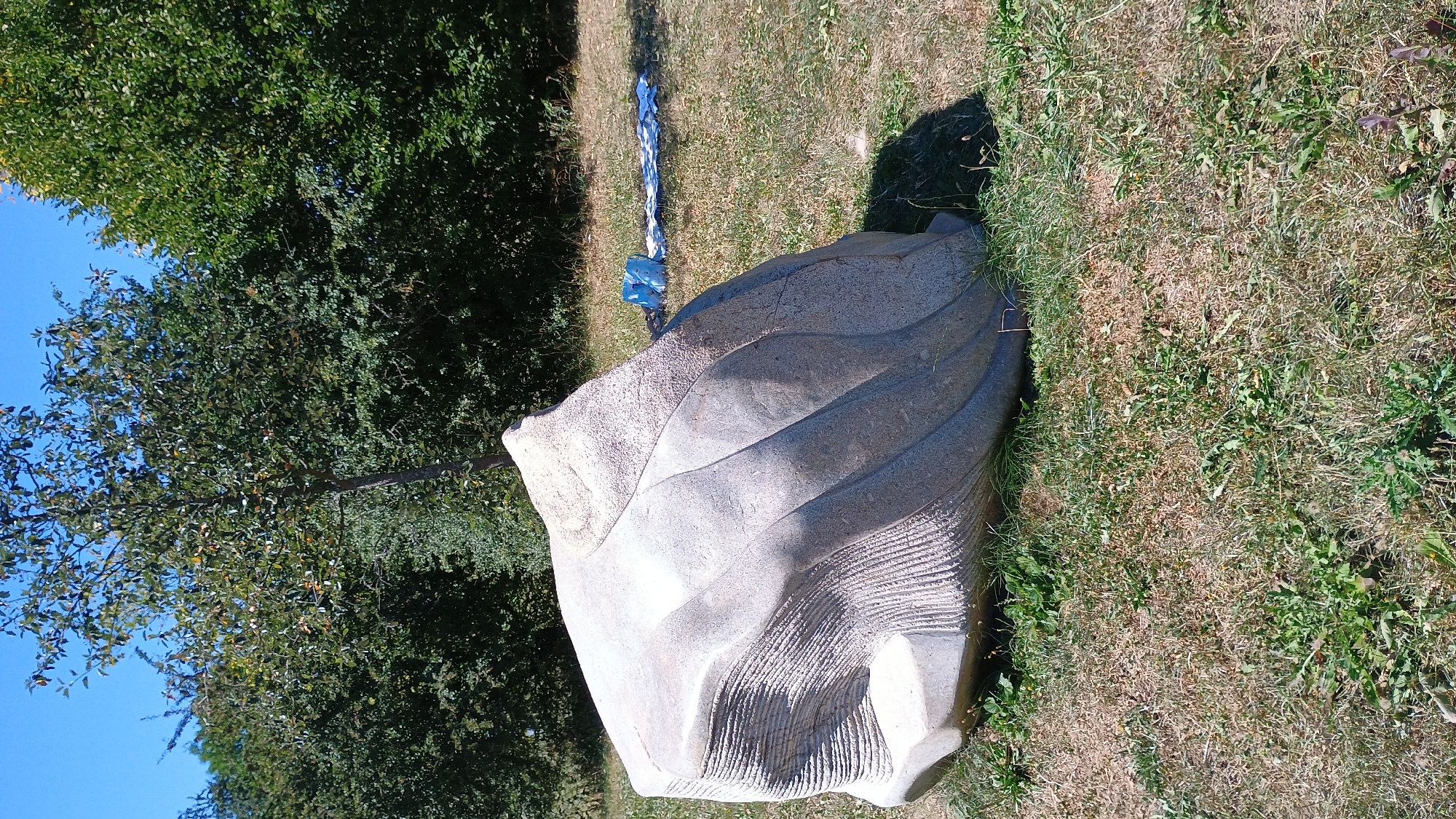 A large, abstract, stone sculpture resembling a fin or a shell with carved striations is situated in a grassy outdoor area. The sculpture is light-colored and appears weathered. Behind the sculpture, a line of dense green trees forms a backdrop, with a few more scattered trees and a sapling in the foreground. The ground is covered with dry and green grass, indicating a sunny day. In the middle ground, to the right of the sculpture, a blue plastic bag and some white fabric are visible on the grass. The sky is clear and blue. The setting is likely a park or a public art installation.