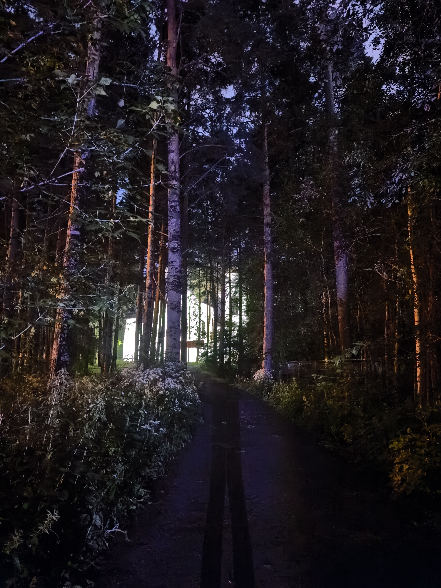 In a forested area, a dark, unpaved path winds through a dense collection of trees. The scene is dimly lit, with artificial light sources casting colored hues on the tree trunks, creating streaks of orange, purple, and white. Foliage and wildflowers line the sides of the path. In the distance, a bright, rectangular light source suggests a building or structure is present. The ground of the path appears wet, possibly from rain, with reflections visible. A shadow of a person, appearing as two elongated vertical shapes, is cast on the path in the foreground, indicating a photographer or observer. The overall atmosphere is nocturnal and somewhat eerie.