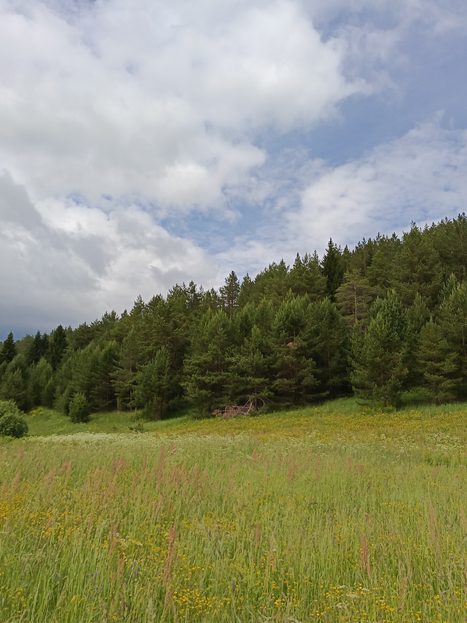 The image shows a vast meadow filled with tall green grass and scattered yellow and white wildflowers. The meadow slopes upwards towards a dense forest of coniferous trees that covers a hillside. The sky above is partly cloudy with patches of blue visible between the white and gray clouds. The scene is located in Chumna, Russia. There are no people or animals visible in the image.