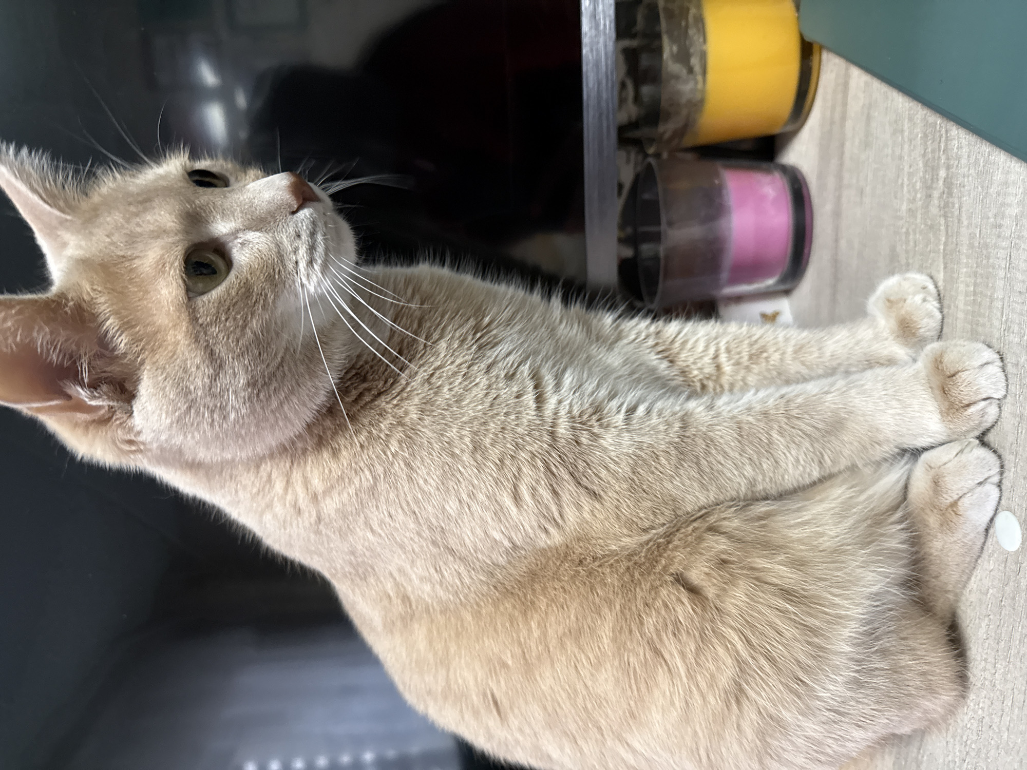 A light tan cat is lying on a wood-grain surface, with its front paws crossed. The cat is looking up and to the left. Behind the cat are two candles in clear containers, one yellow and one pink, and what appears to be a black television or monitor. A small white round object is on the wood-grain surface next to the cat’s paws. The location is Chaikovsky, Russia.