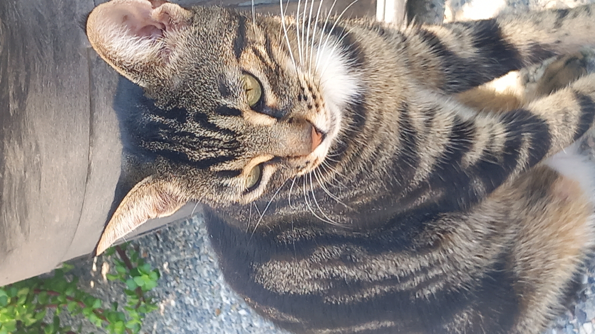 A close-up, eye-level shot focuses on a tabby cat sitting outdoors. The cat is primarily brown and black with distinctive stripes and a white patch on its chest. Its ears are pointed forward, and its green eyes are looking down. The background is blurred, showing a large gray planter and some green foliage on the left, and gravel on the ground. The lighting suggests it is daytime. The scene appears to be in a garden or outdoor area, possibly a residential or public space in Άγιος Νεκτάριος, Greece.