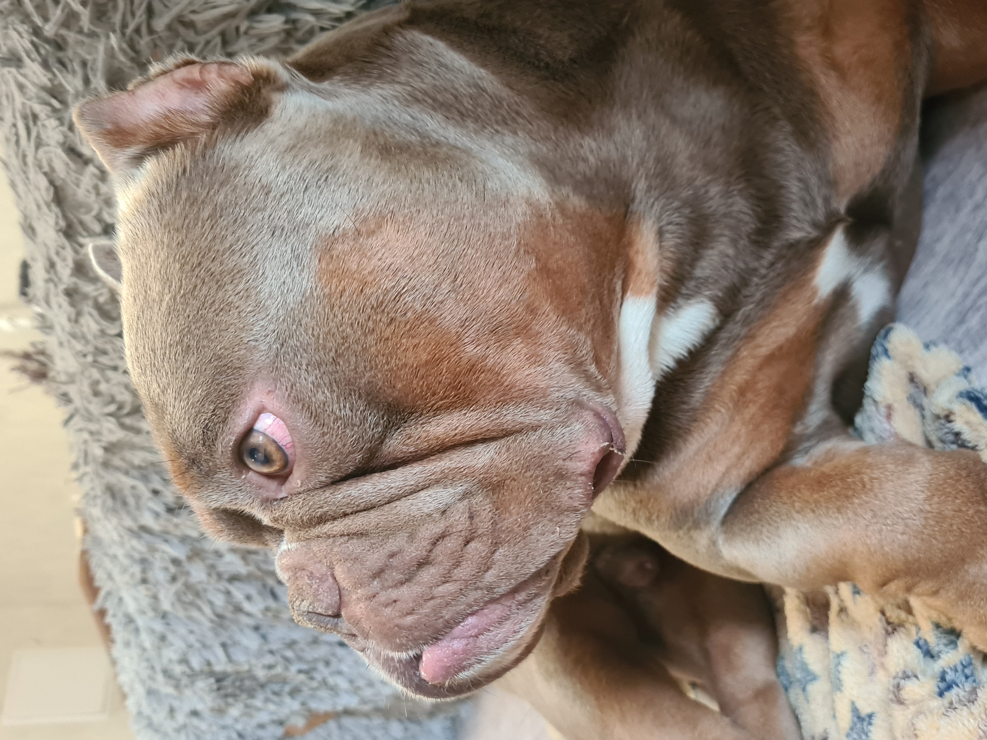 This media file is a close-up, eye-level shot of a dog's head and upper body, lying down on a textured surface, possibly a bed or rug. The dog appears to be a brindle-colored bully breed, possibly an American Bully or similar, with prominent wrinkles on its face. Its fur is a mix of brown and tan, with a white marking on its chest.
The dog's left eye is partially visible, with a pinkish hue around it, and its brown iris is discernible. Its nose is a dark, wrinkled texture, and its mouth is slightly open, revealing a pink tongue. The dog's ears are floppy, and its head is turned slightly to the side.
The background consists of soft, textured surfaces, one appearing to be a grey, shaggy rug or blanket, and another a patterned blanket with blue and white designs. The lighting suggests it is daytime, with natural light illuminating the dog's face. The dog's expression is relaxed, giving the impression of resting or napping. There is no visible text in the image.