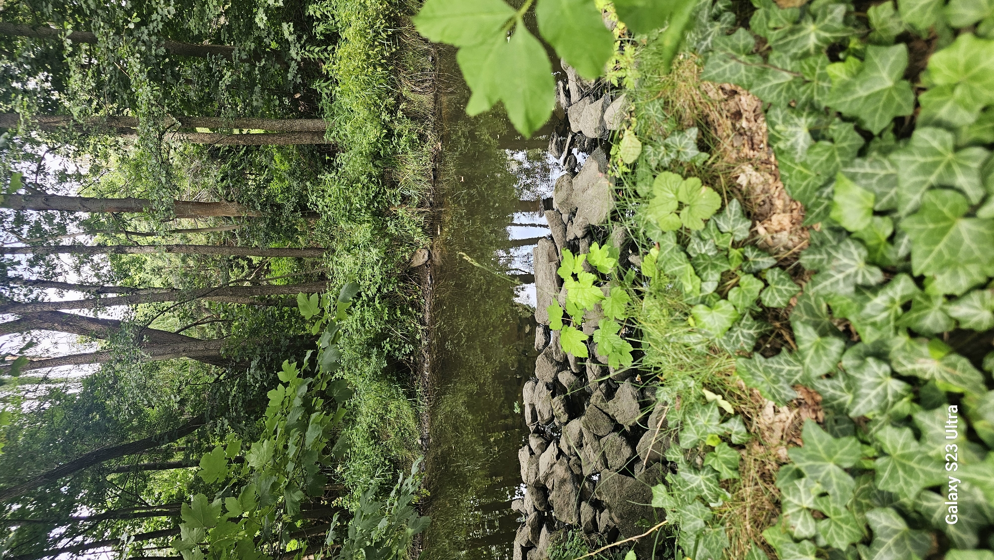 A forest scene with a creek, located in Schleiz, Germany, is depicted. The creek, with its surface reflecting the surrounding trees, flows from left to right across the mid-section of the image. The bank of the creek is lined with rocks. Lush green foliage, including ivy and grasses, covers the foreground. Tall trees with dense green leaves form the backdrop, creating a shaded environment. The image appears to be taken in daylight, with the sun filtering through the trees. There are no people or animals visible in the scene. The overall impression is of a natural, serene landscape.