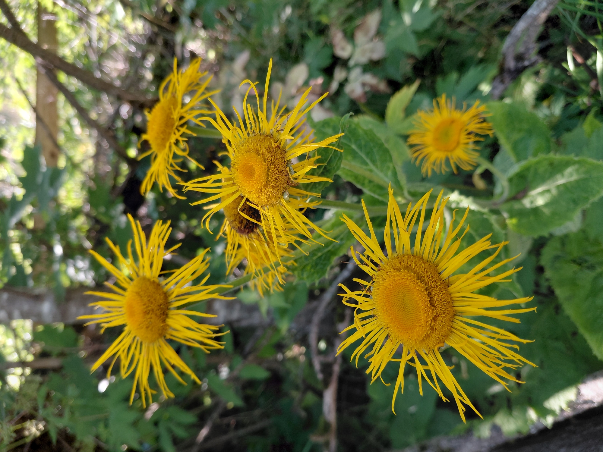 In the city of Chernyk, Ukraine, a close-up, eye-level shot captures a cluster of bright yellow flowers with thin, spiky petals. The flowers are in various stages of bloom and are surrounded by lush green foliage. The background is softly blurred, with hints of trees and dappled sunlight filtering through. One flower, in the foreground and slightly to the left, is in sharp focus, showcasing its detailed center and radiating petals. Another flower, slightly further back and to the right, is also in focus, with a smaller bloom to its right appearing less defined. The scene suggests a natural, possibly wild, setting.