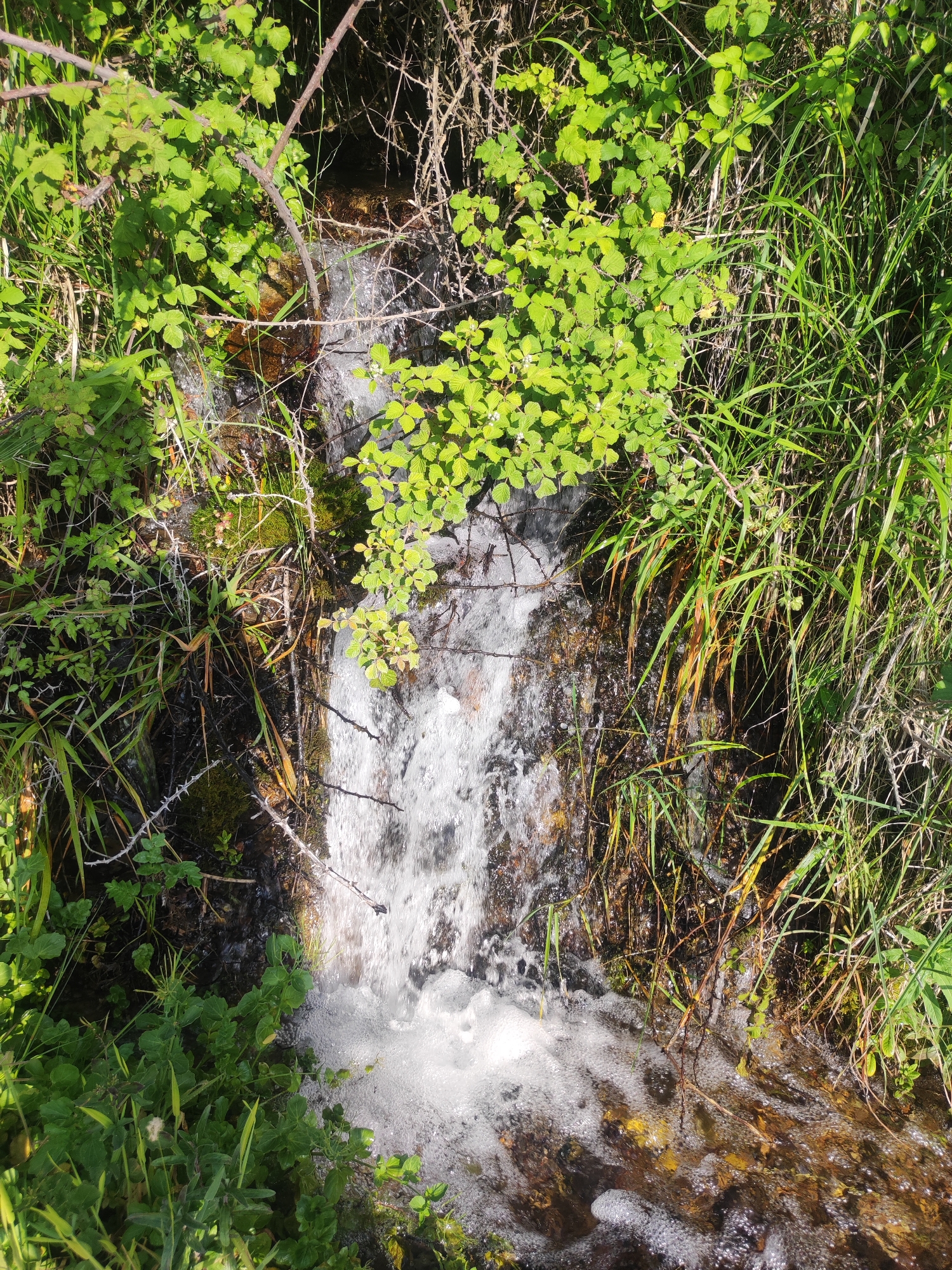 The image shows a small waterfall cascading down rocks and moss-covered earth, surrounded by lush green vegetation and tall grasses. The water is white and foamy where it falls and pools at the bottom, with sunlight dappling through the leaves. Thorny branches hang over the water. The scene appears to be in a natural, outdoor setting, likely a woodland or stream area. No people are present. The location is identified as Egnatia Municipal Unit, Greece.