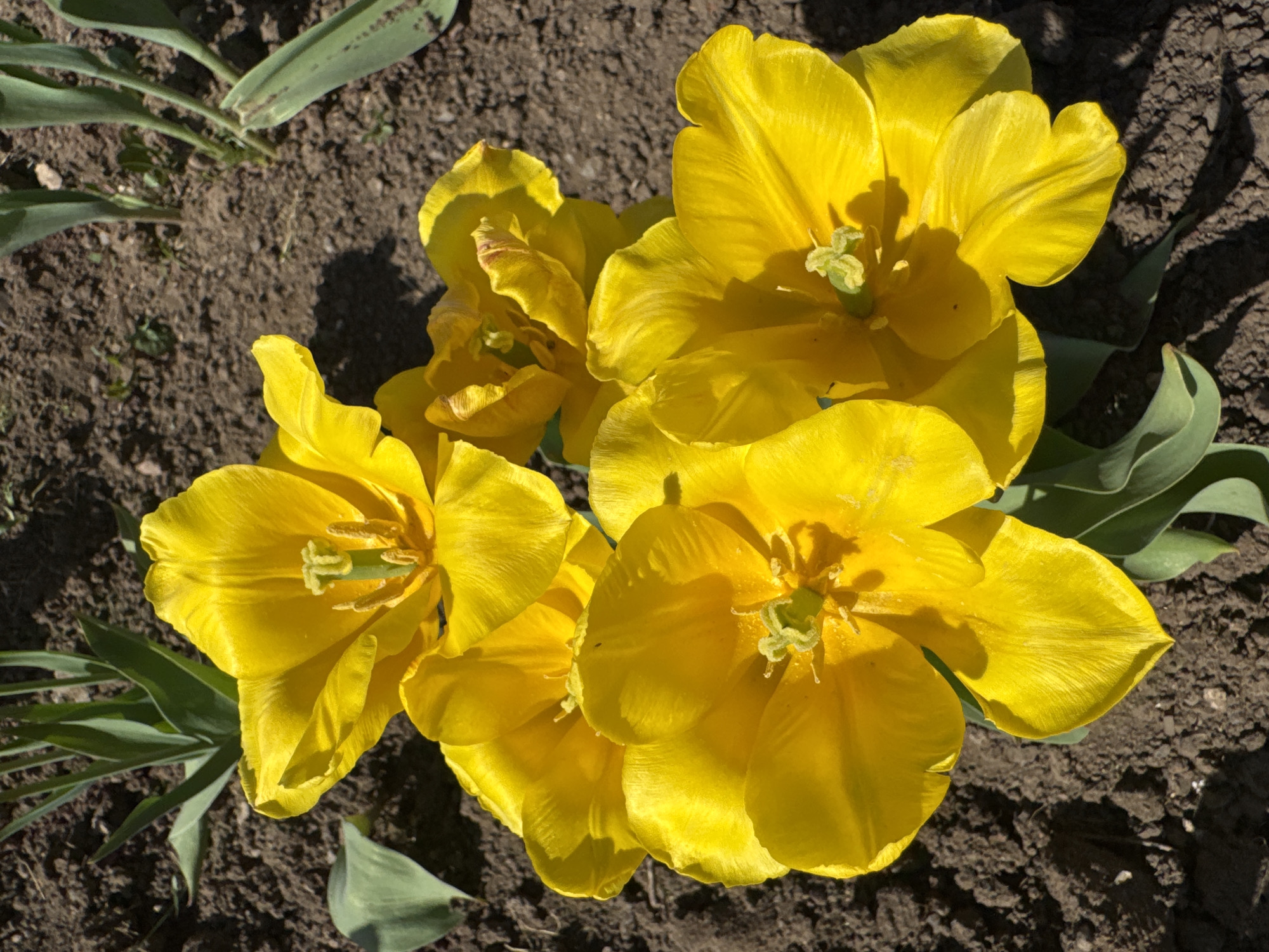 A high-angle close-up shot captures a cluster of yellow tulip flowers in bloom. The flowers are in various stages of opening, some fully expanded and others still partially closed. Green leaves emerge from the base of the flowers and around them. The tulips are set against a background of dark, dry soil. The scene is lit by natural sunlight, casting shadows on the petals and the ground. The image appears to be taken in a garden or flowerbed. The location is Balezino, Russia.